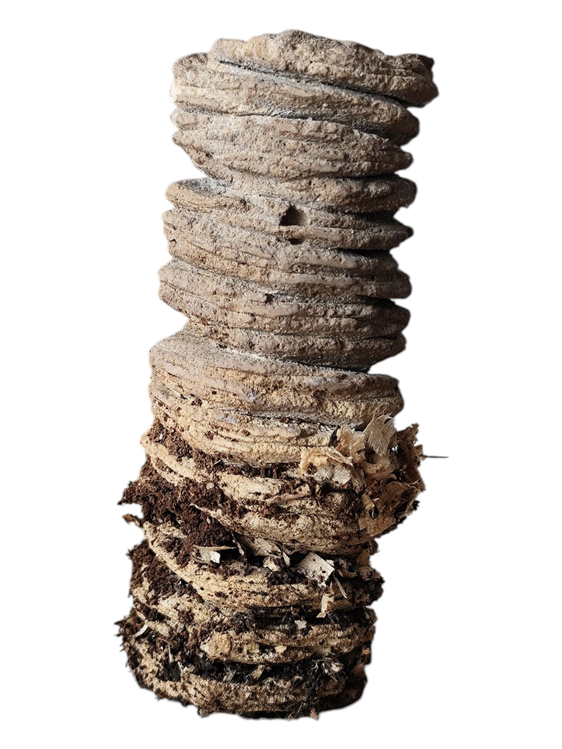 Juliette CHARIGNY, Sans titre, série Rupes Lichenum, 2025, 10 cm (h) × Ø 4 cm, sculpture, béton sculpté à la main, implantation avec un cognassier