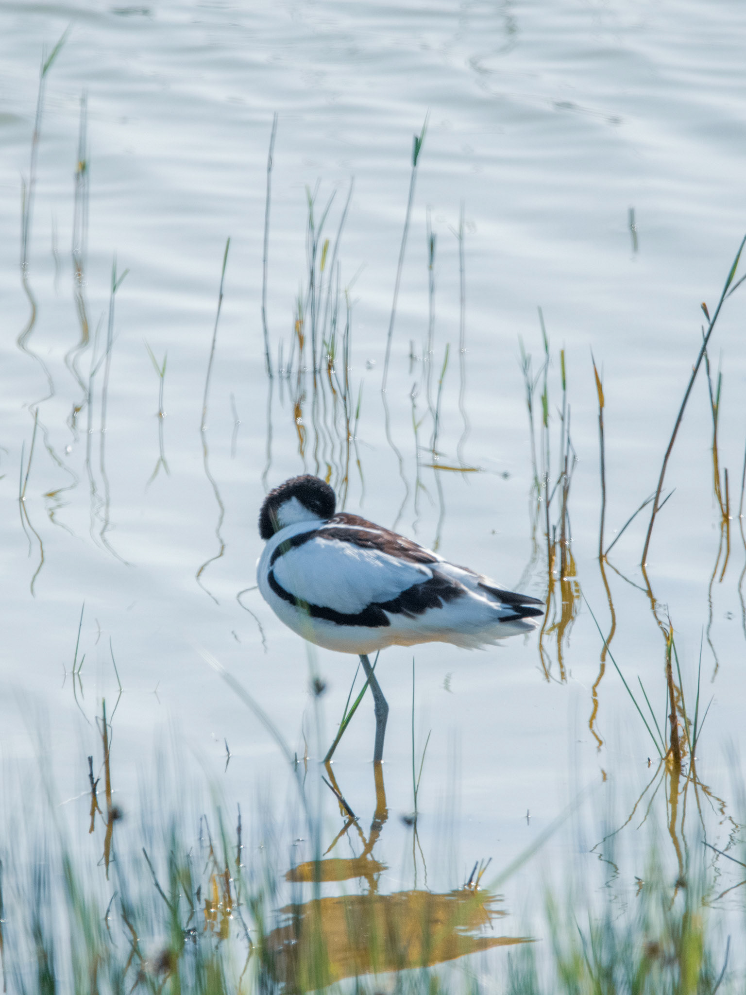 Avocette