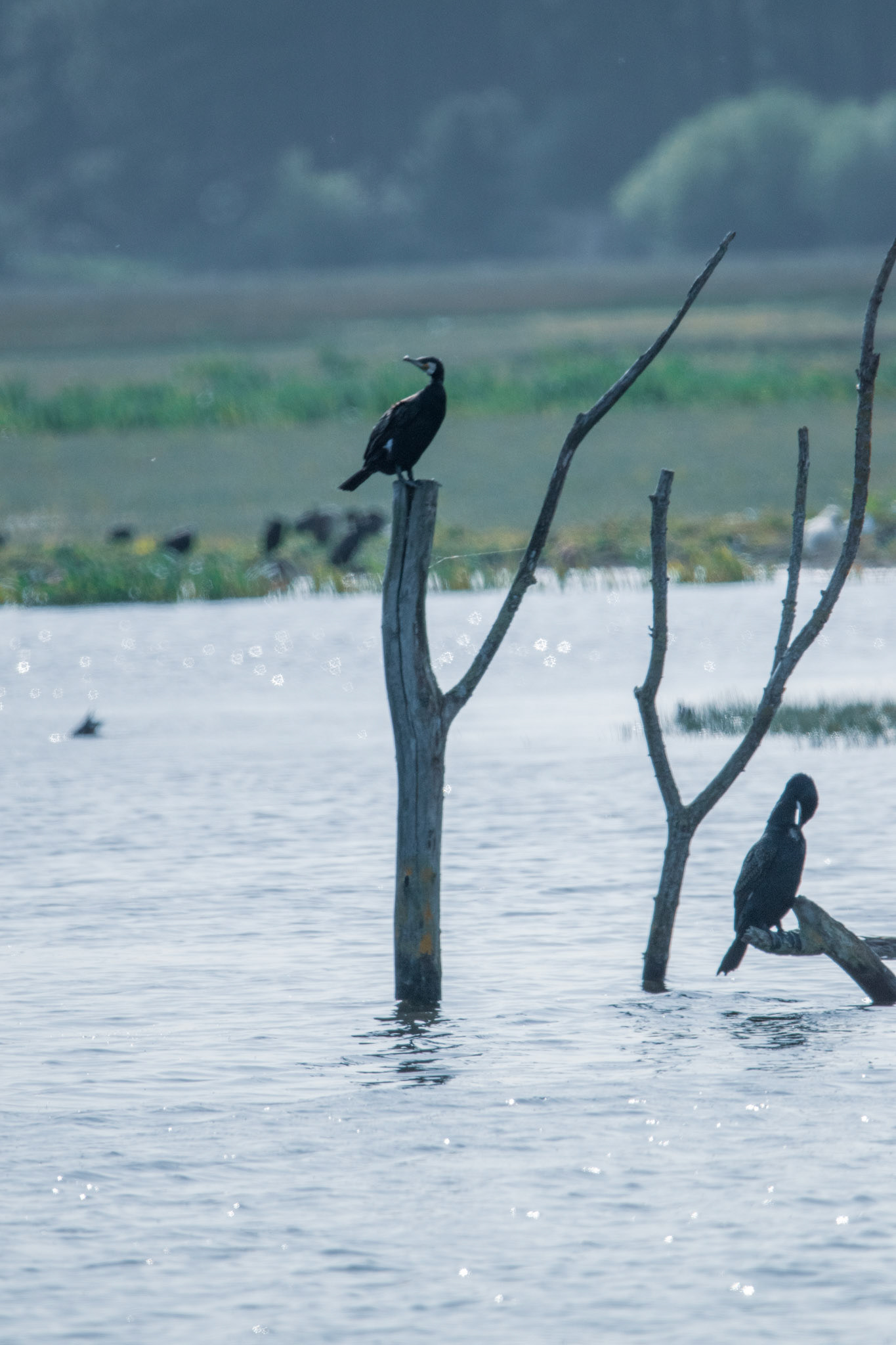 Cormoran