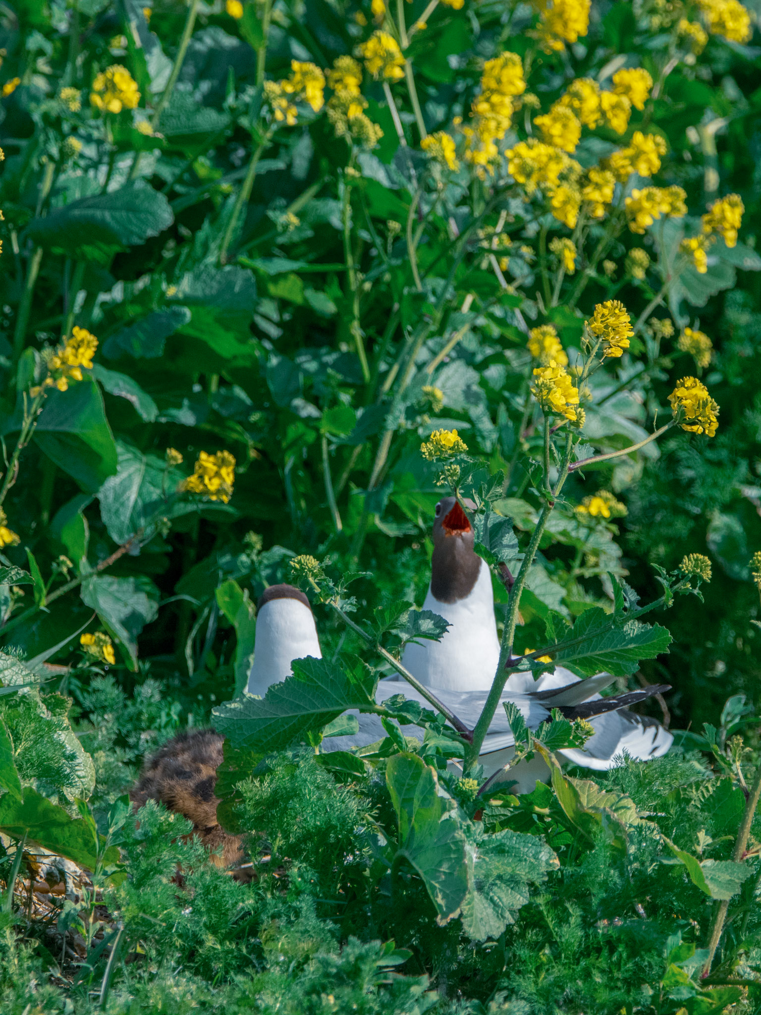 Mouette rieuse
