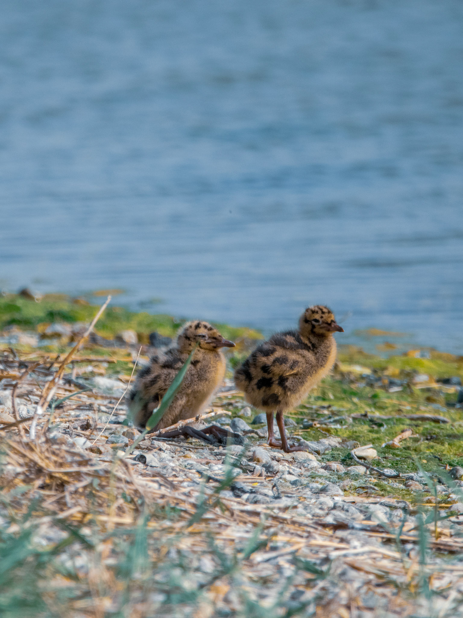 Poussin de mouette rieuse
