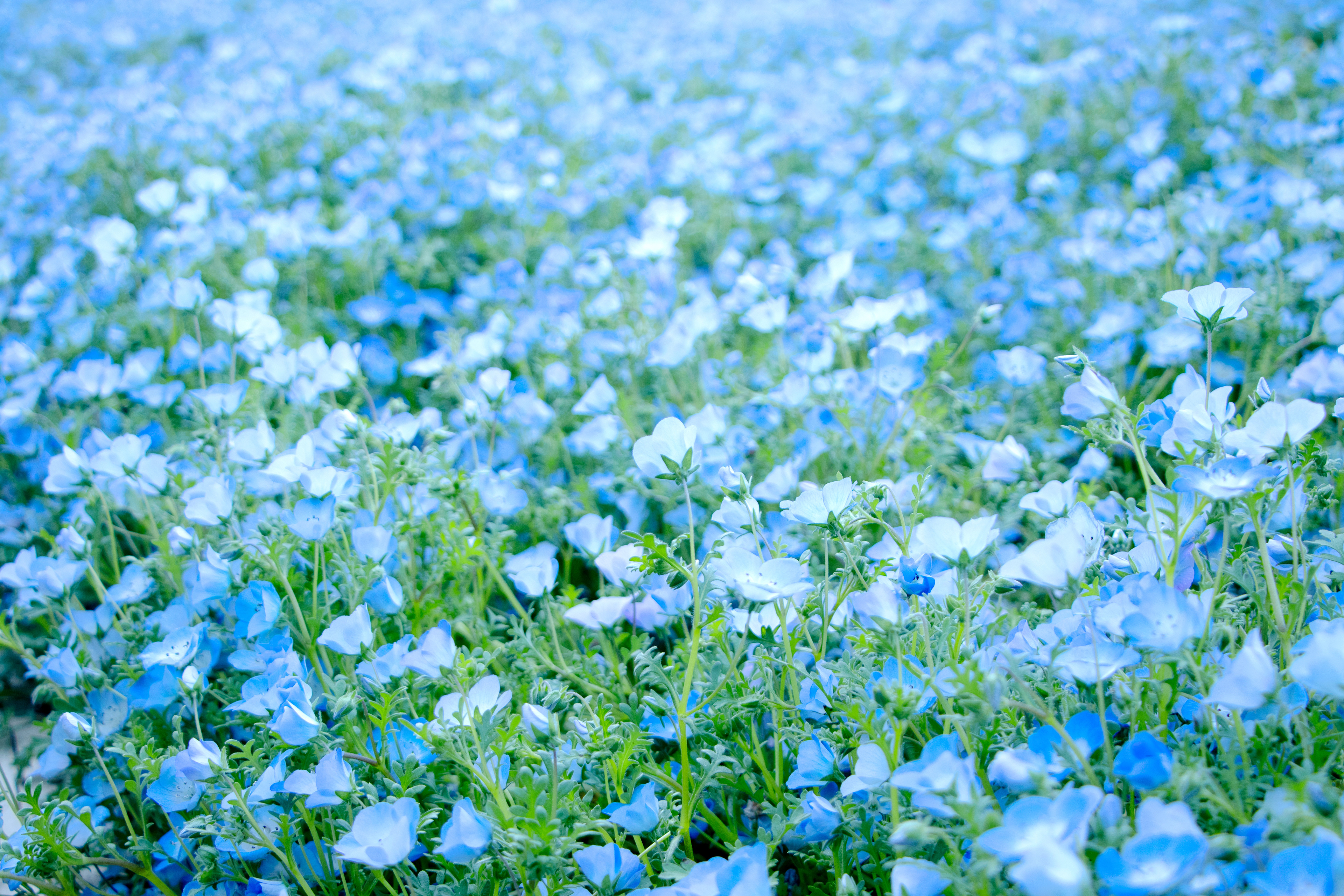ネモフィラ　可憐な青い小花
