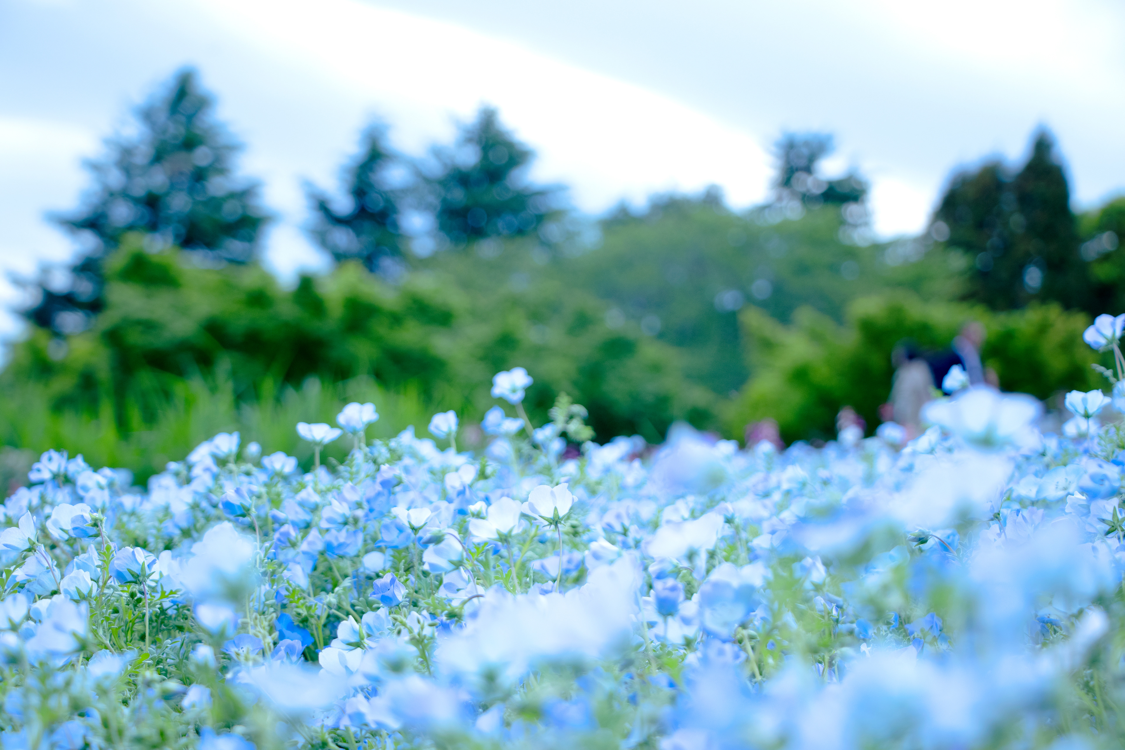 空と一緒　ネモフィラ畑にて