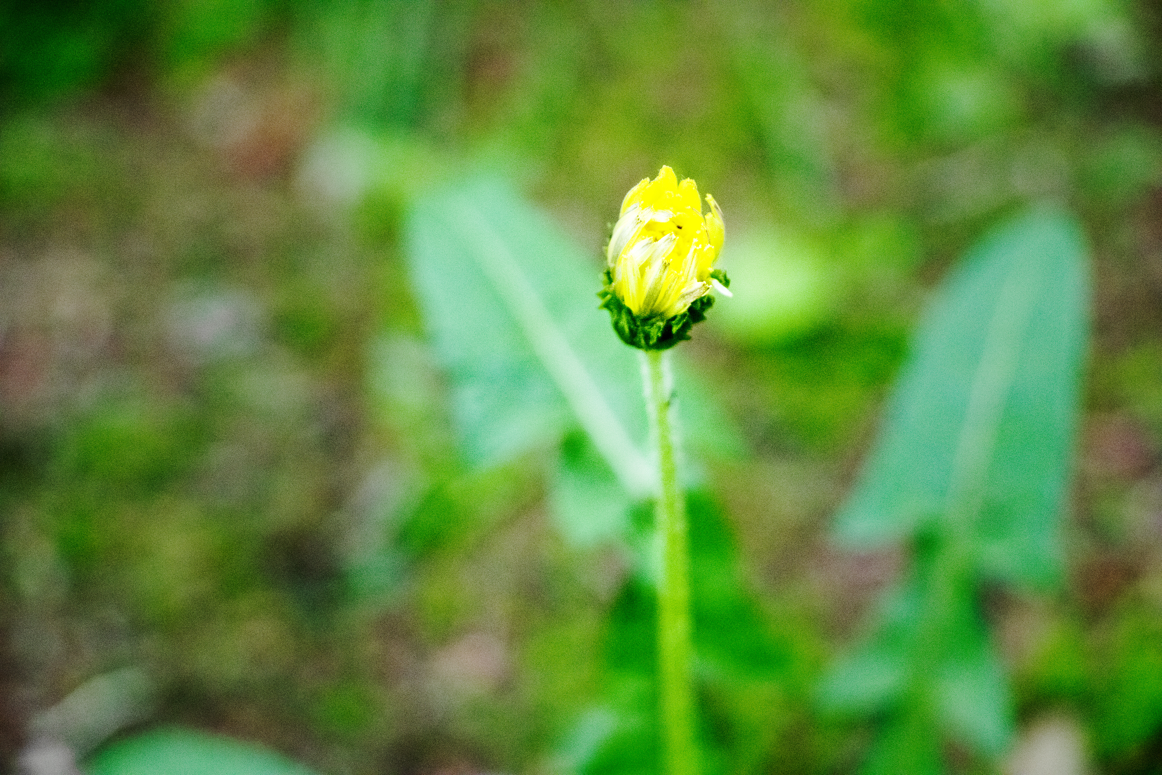 暗い場所で　タンポポの芽