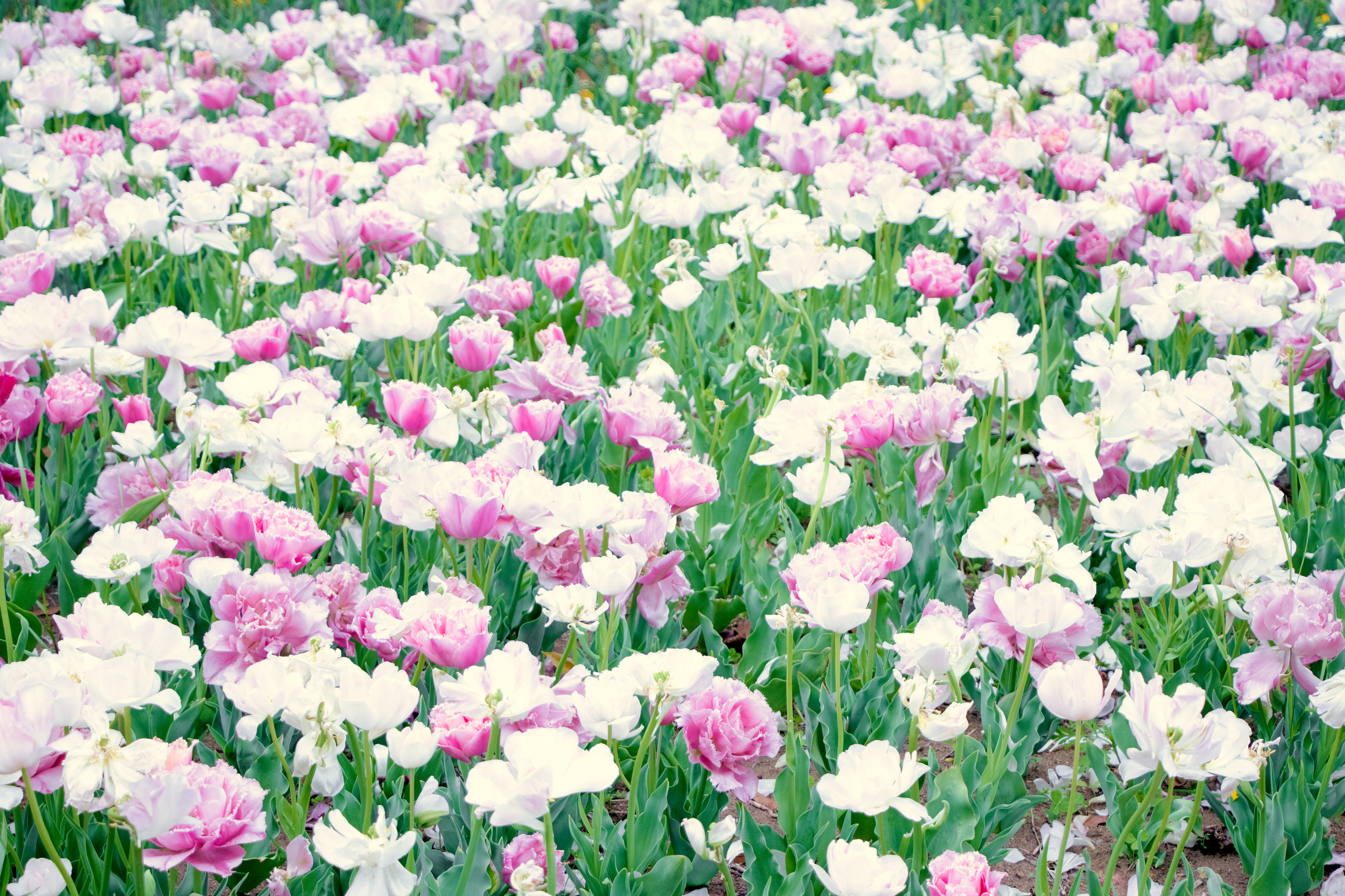 女の子だから　可愛いチューリップ