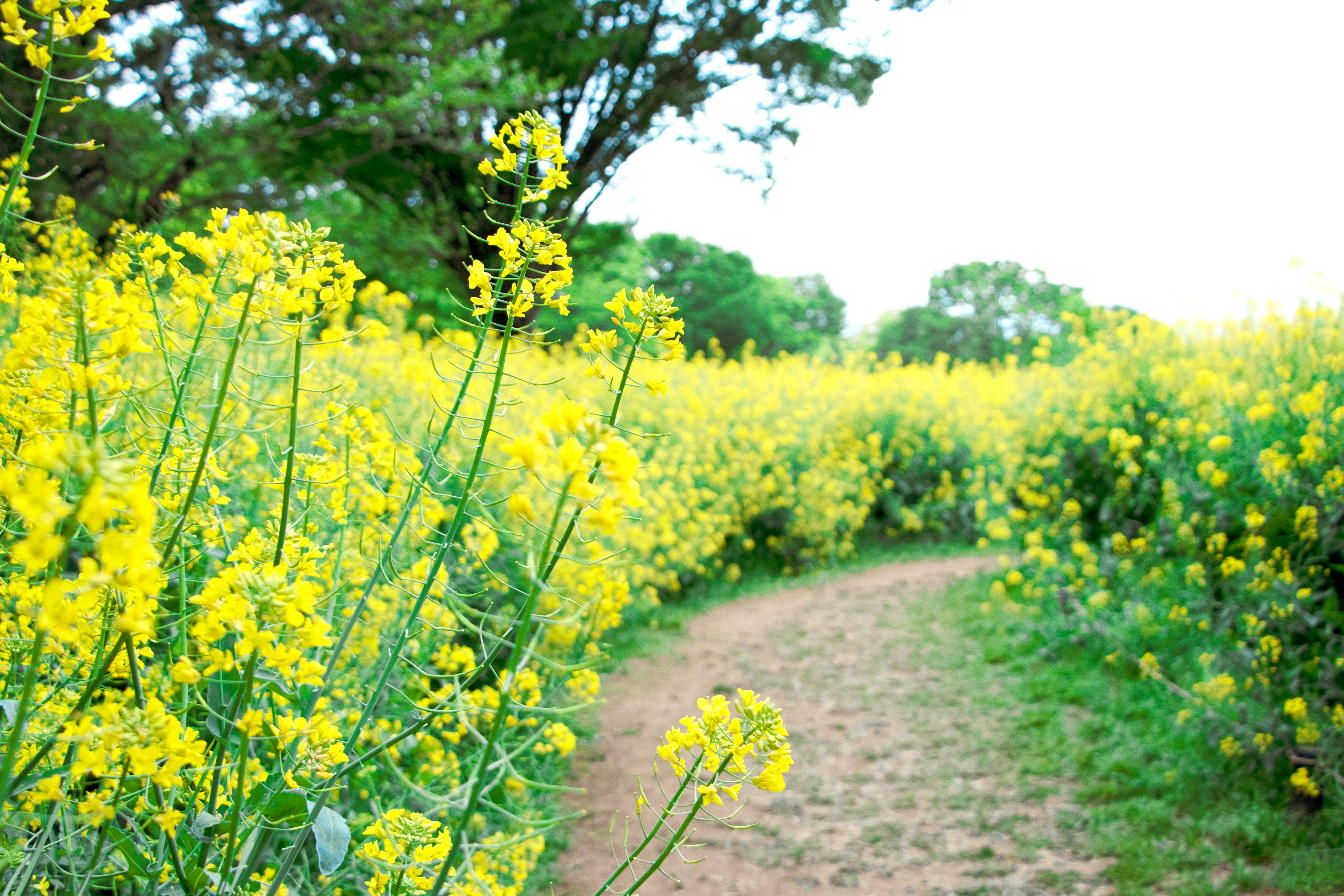 菜の花畑にて　お花畑の道