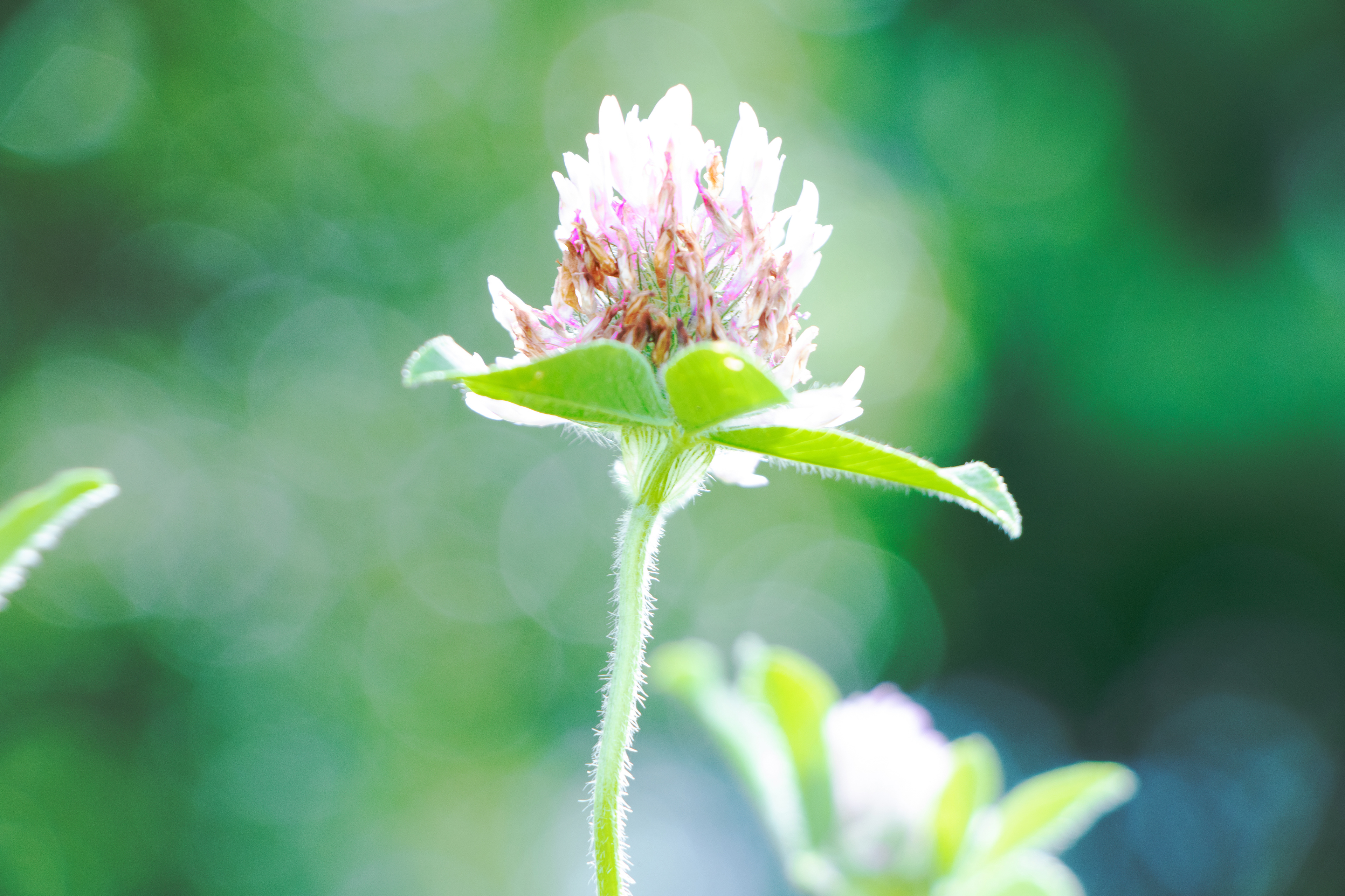 ツメクサ　クローバーの花