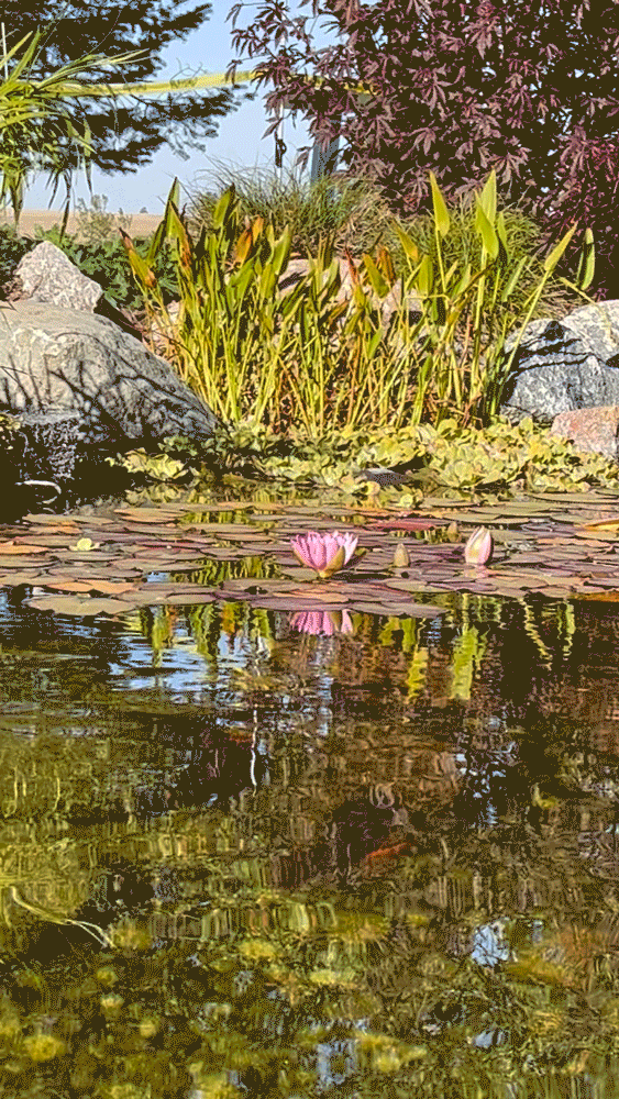 Cinemagraph by Sadie Steinbach