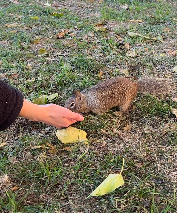 Feeding squirrels