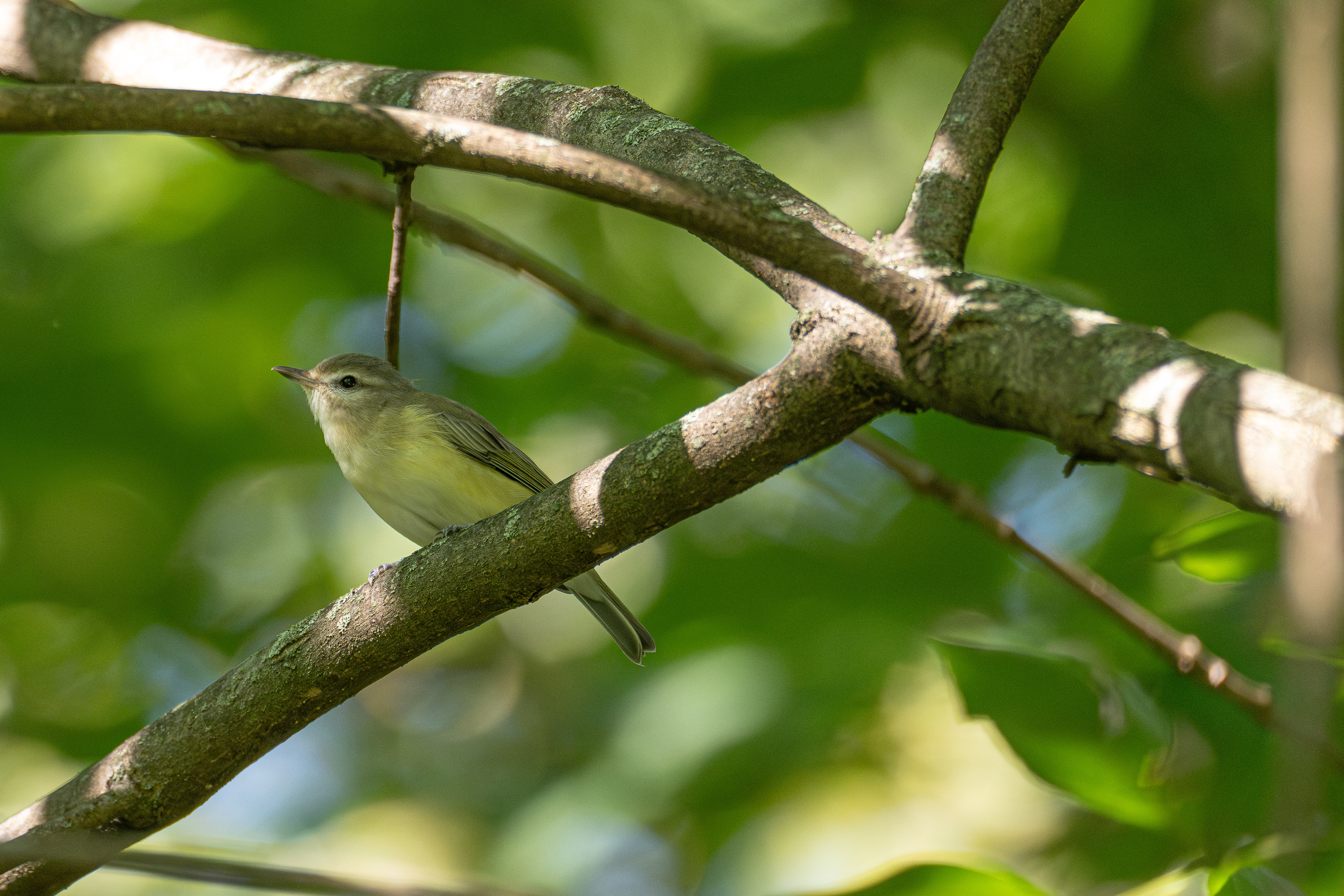 Warbling vireo