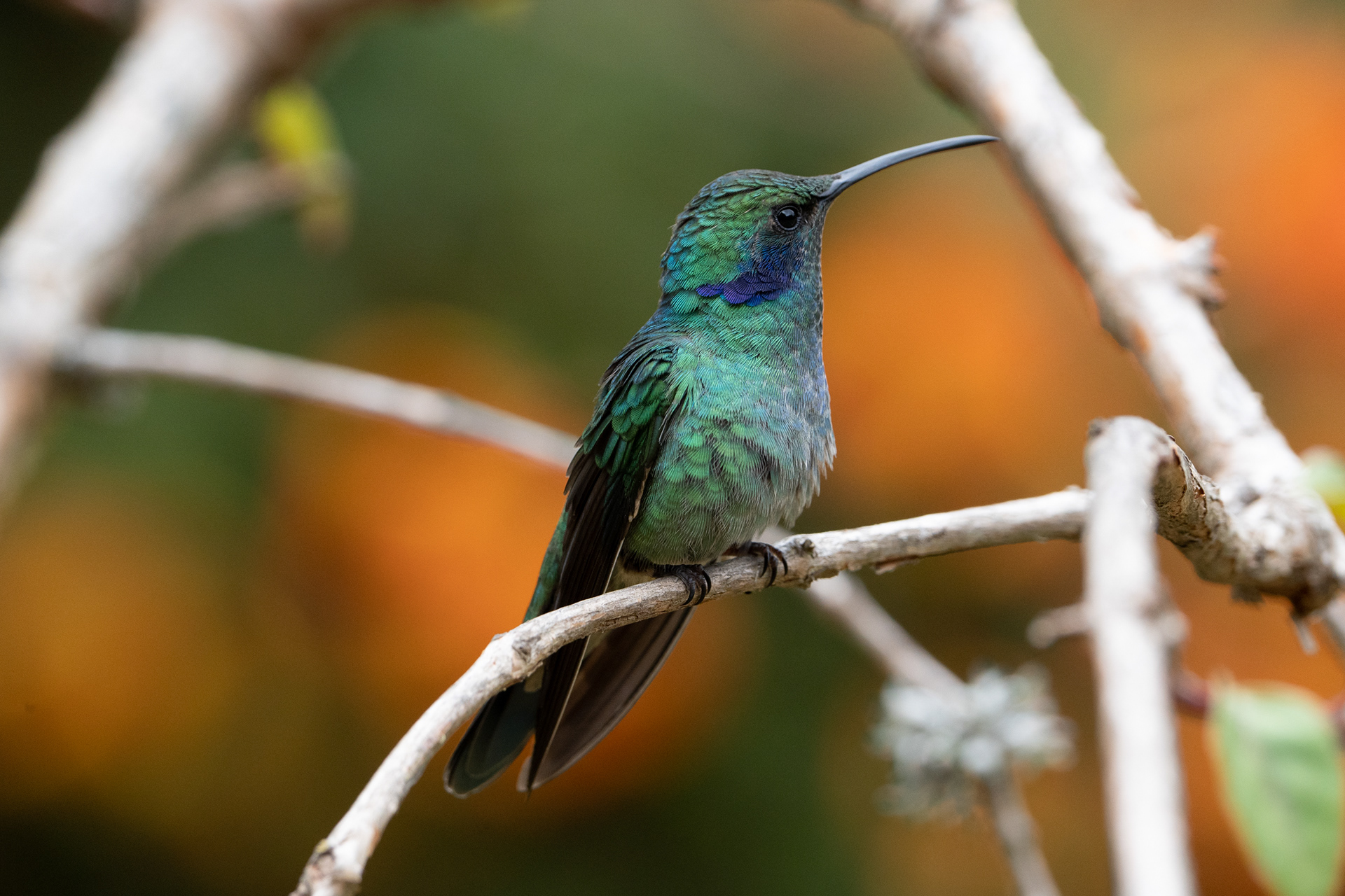 Lesser violetear
