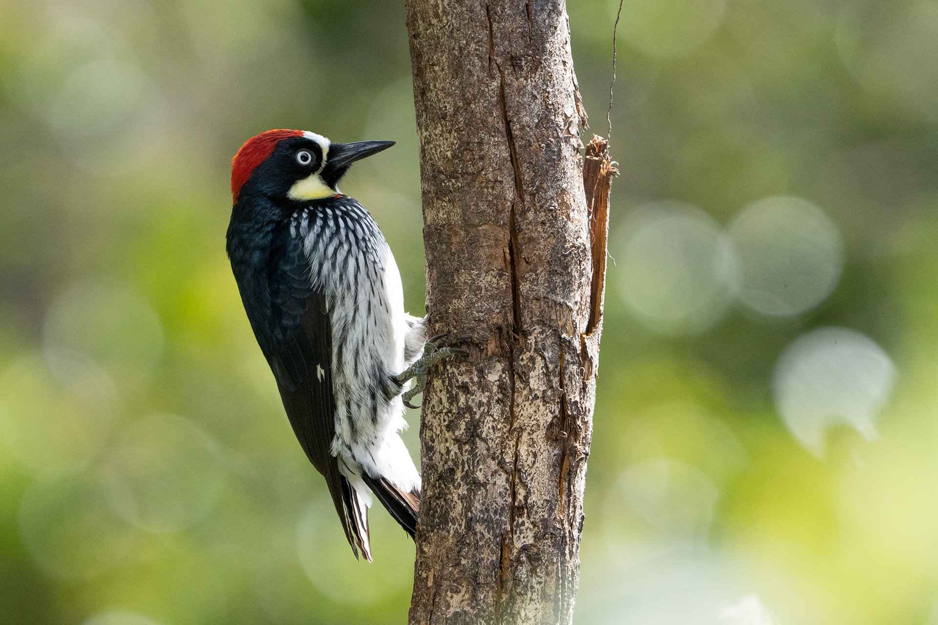 Acorn Woodpecker