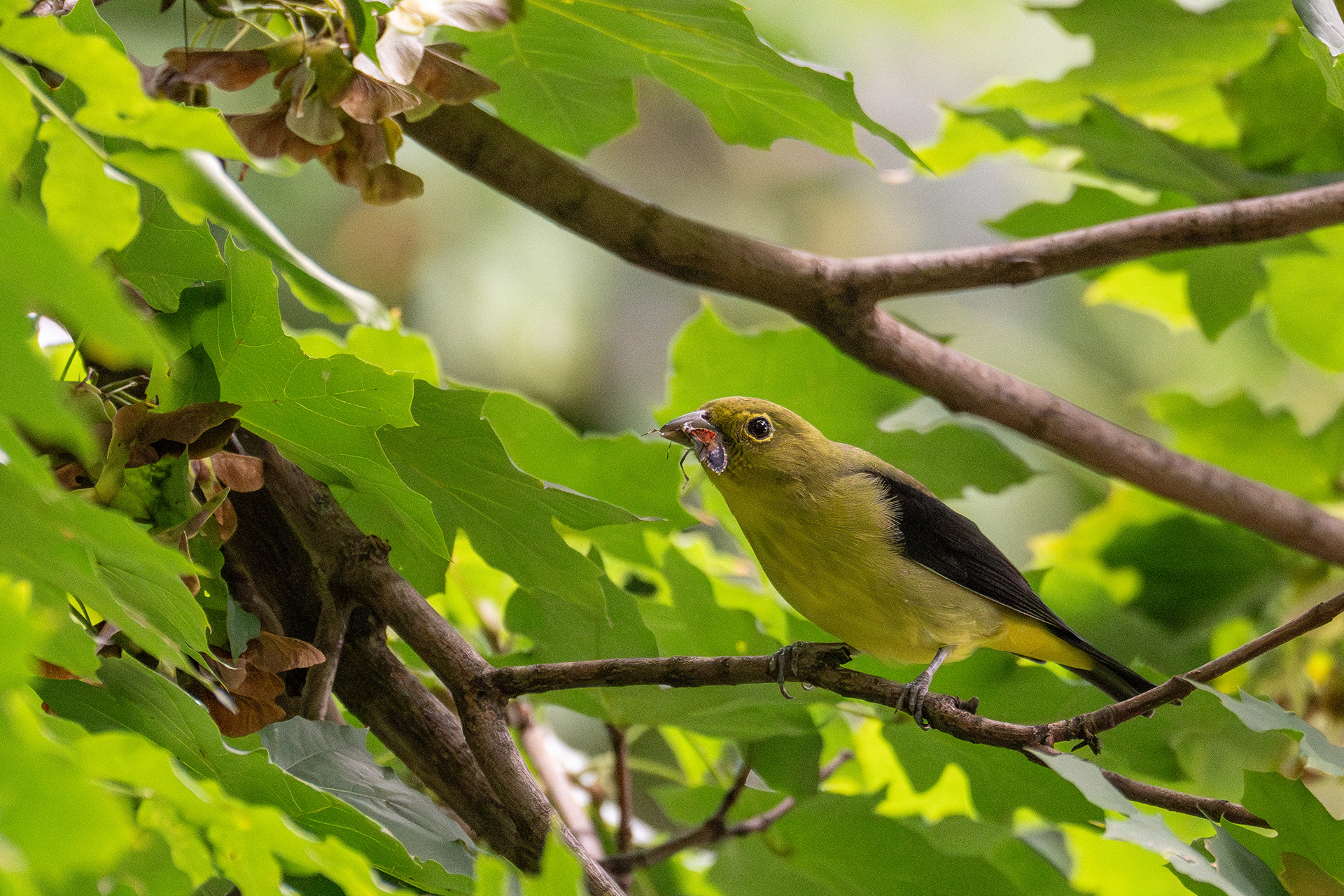 Scarlet tanager