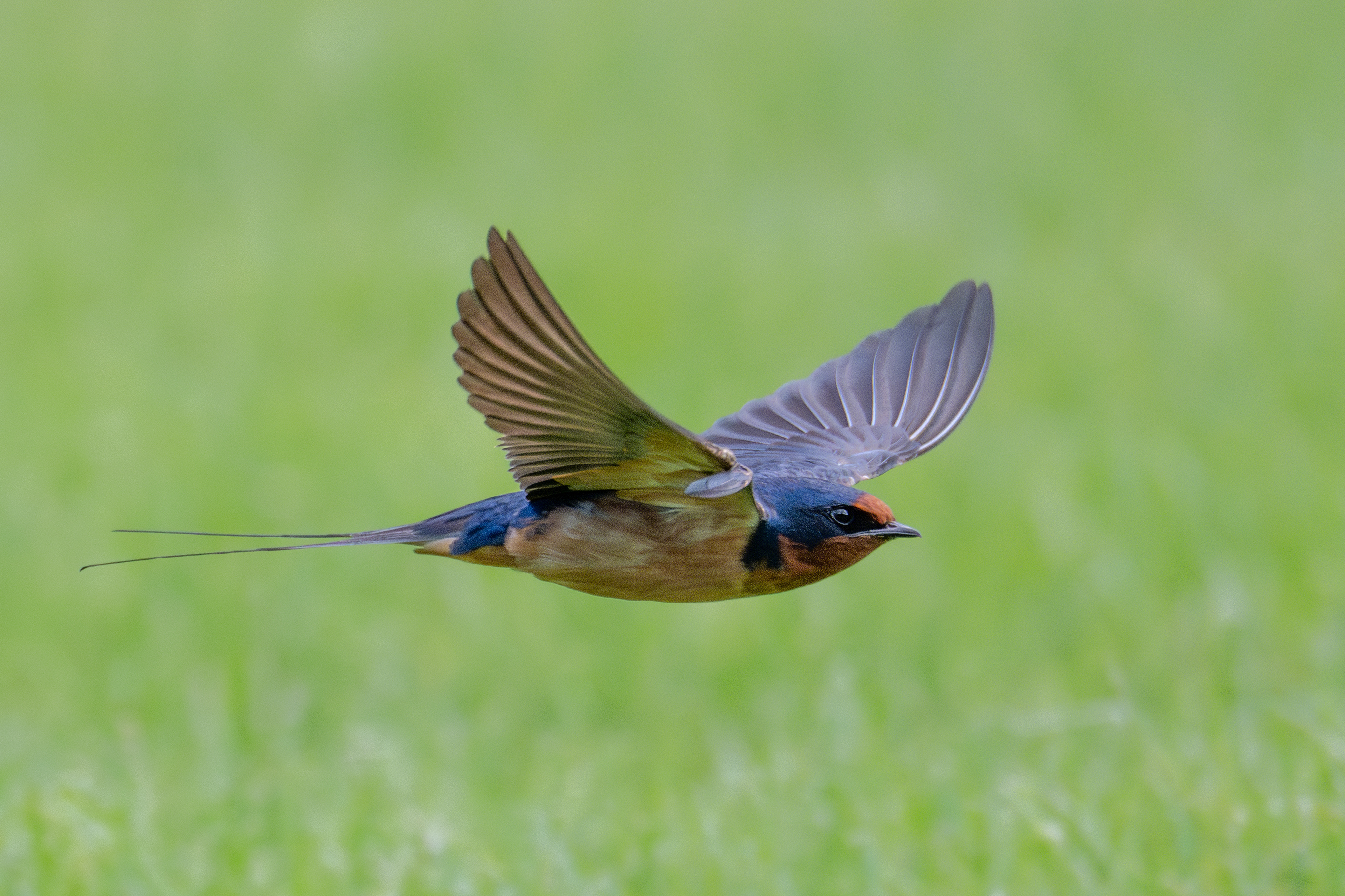 Barn swallow