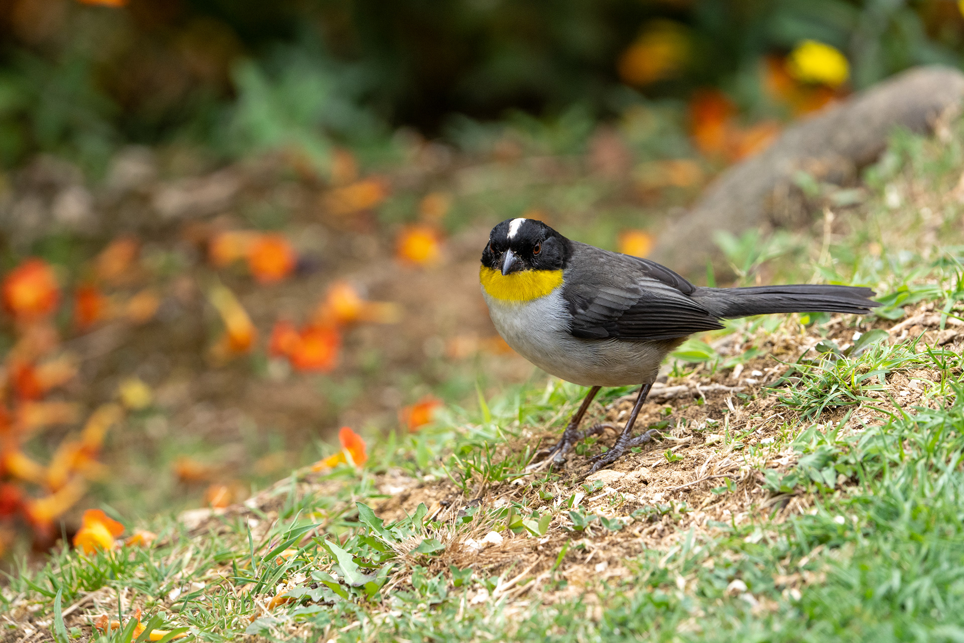 White-naped brushfinch
