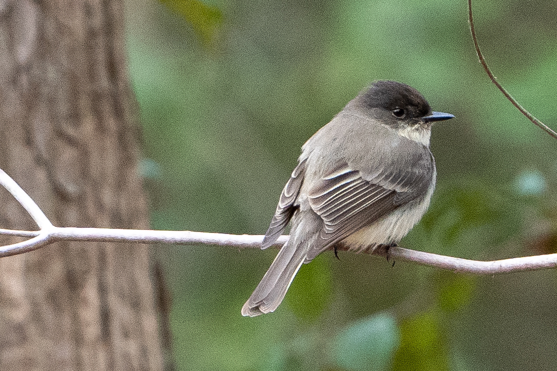 Eastern Phoebe