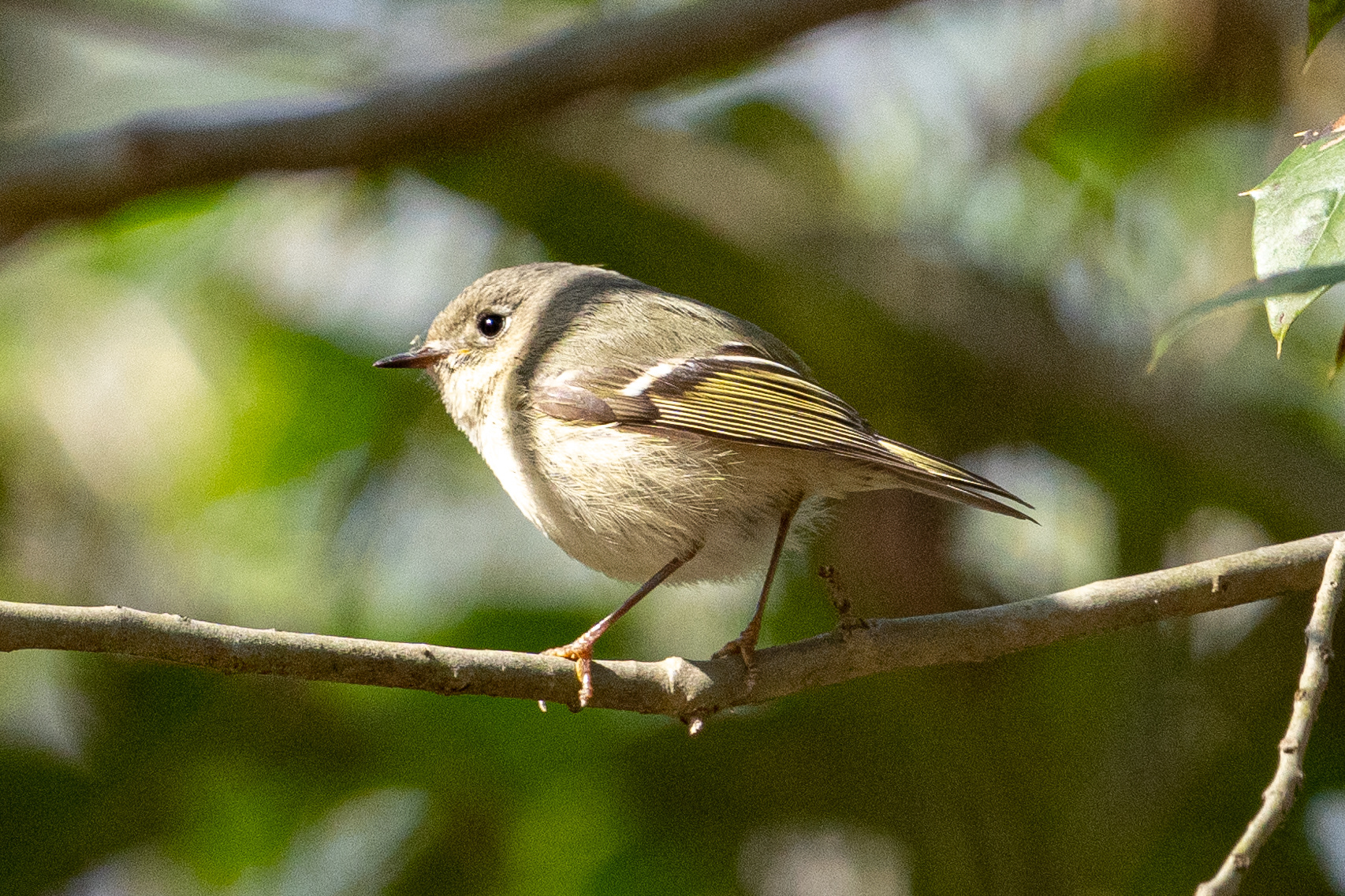 Ruby-crowned Kinglet