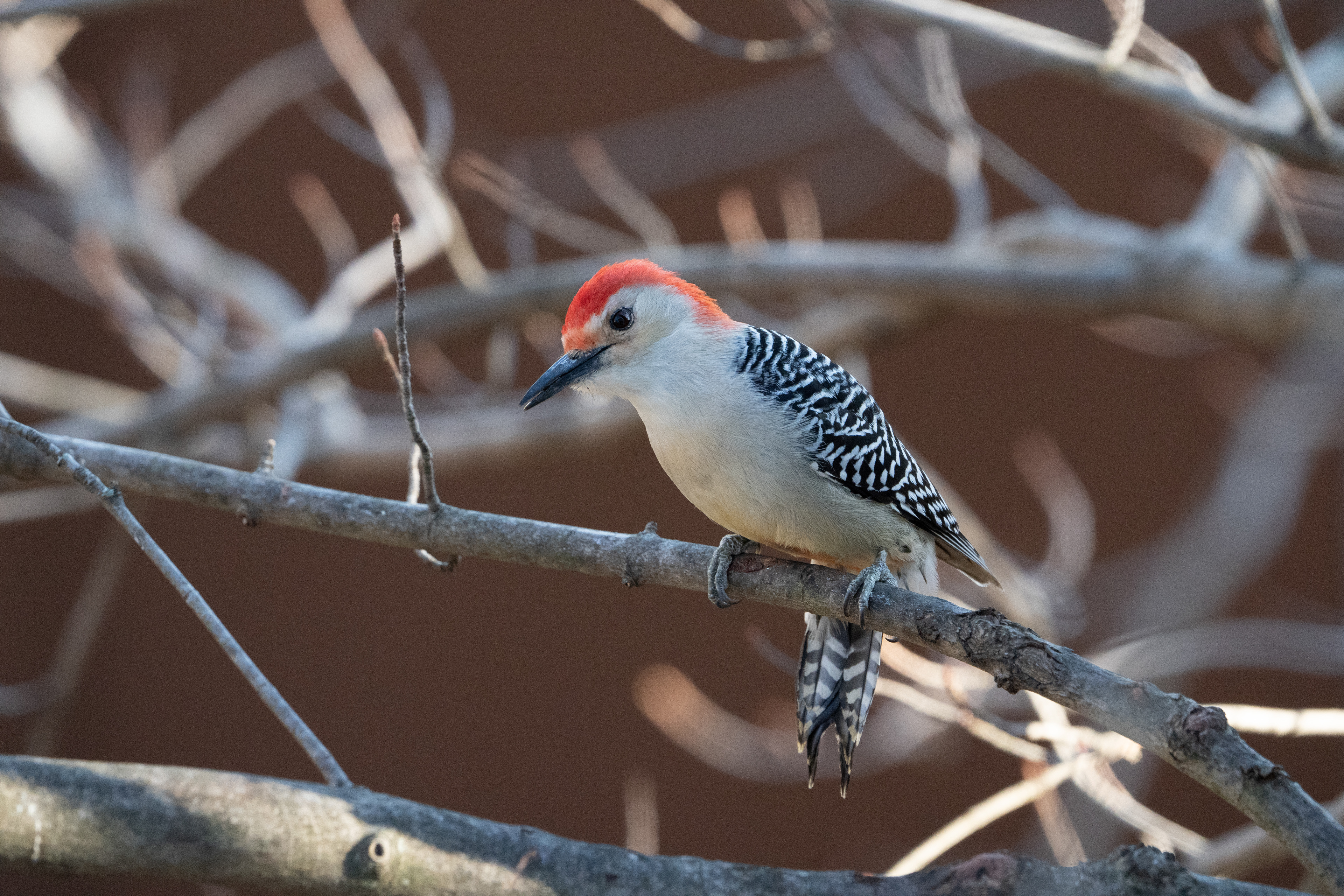 Red-bellied woodpecker