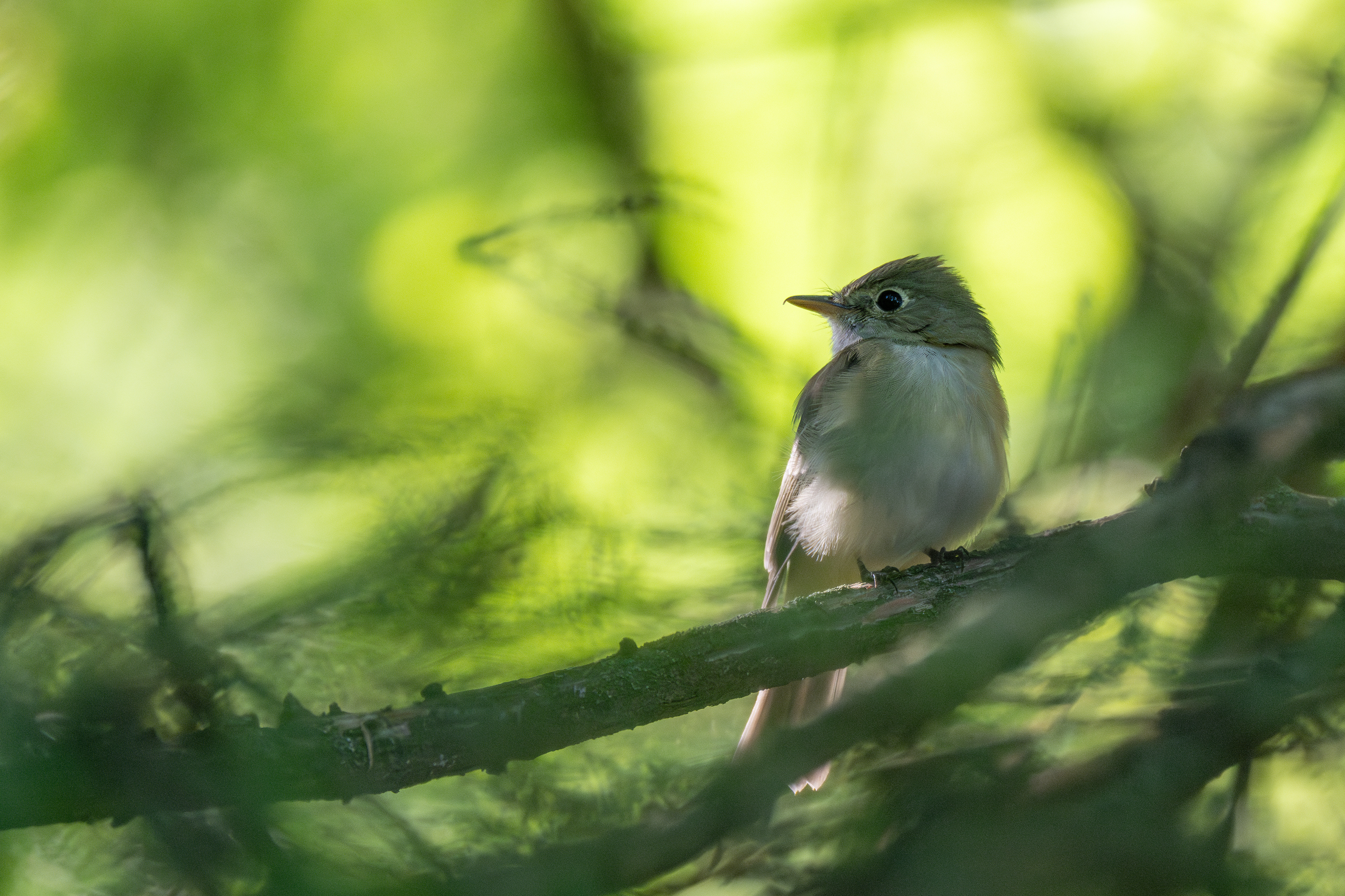 Acadian flycatcher