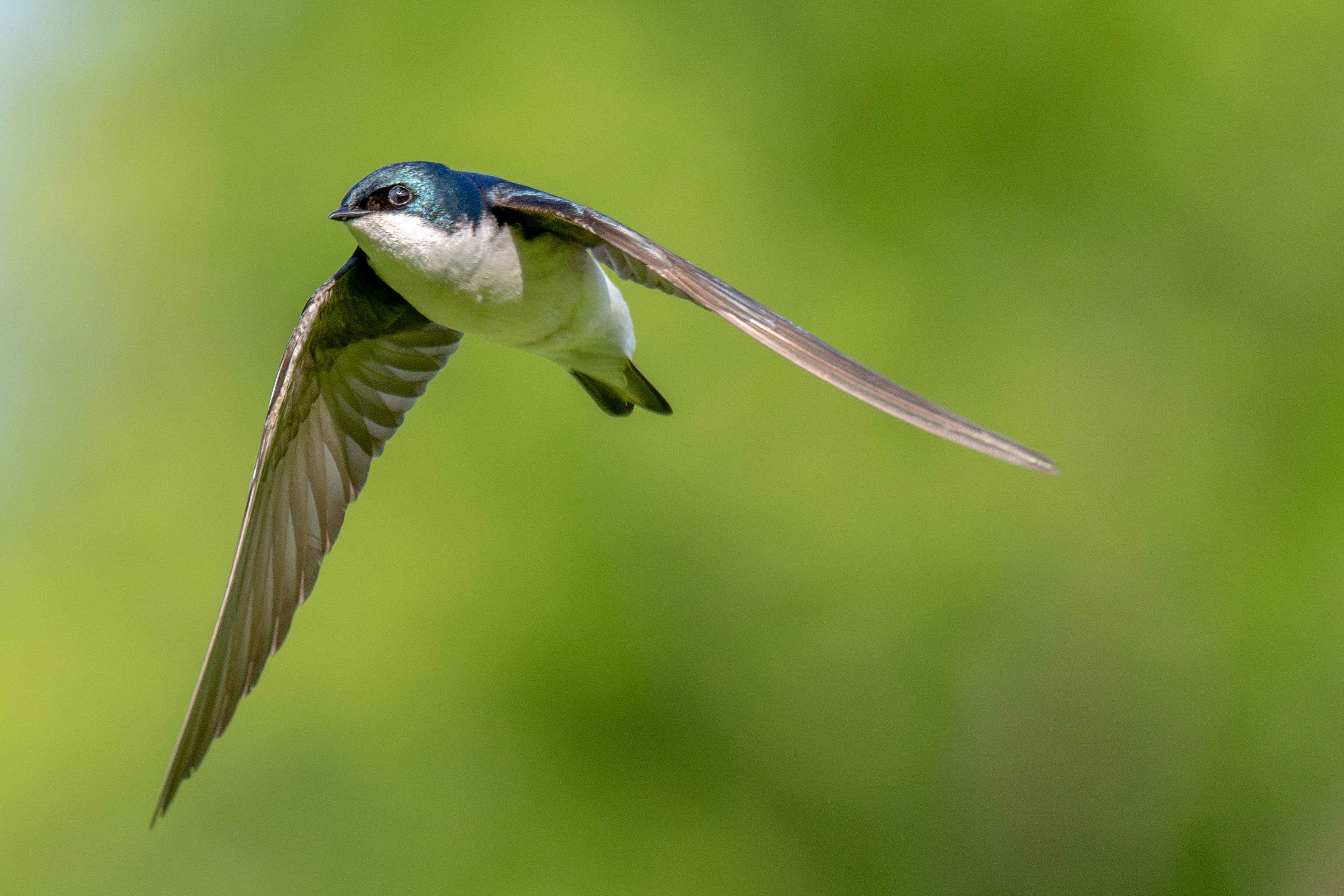 Tree swallow