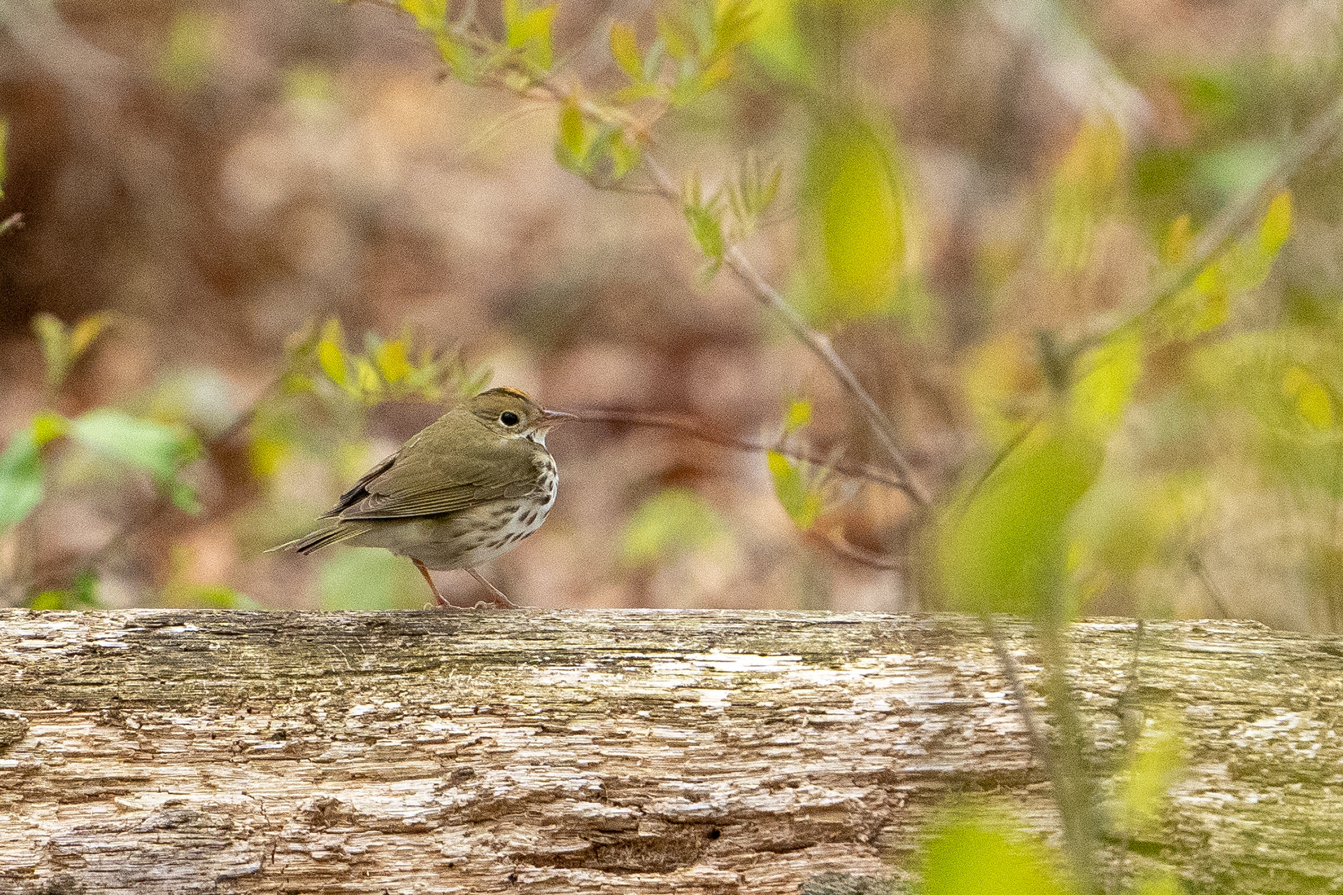 Ovenbird