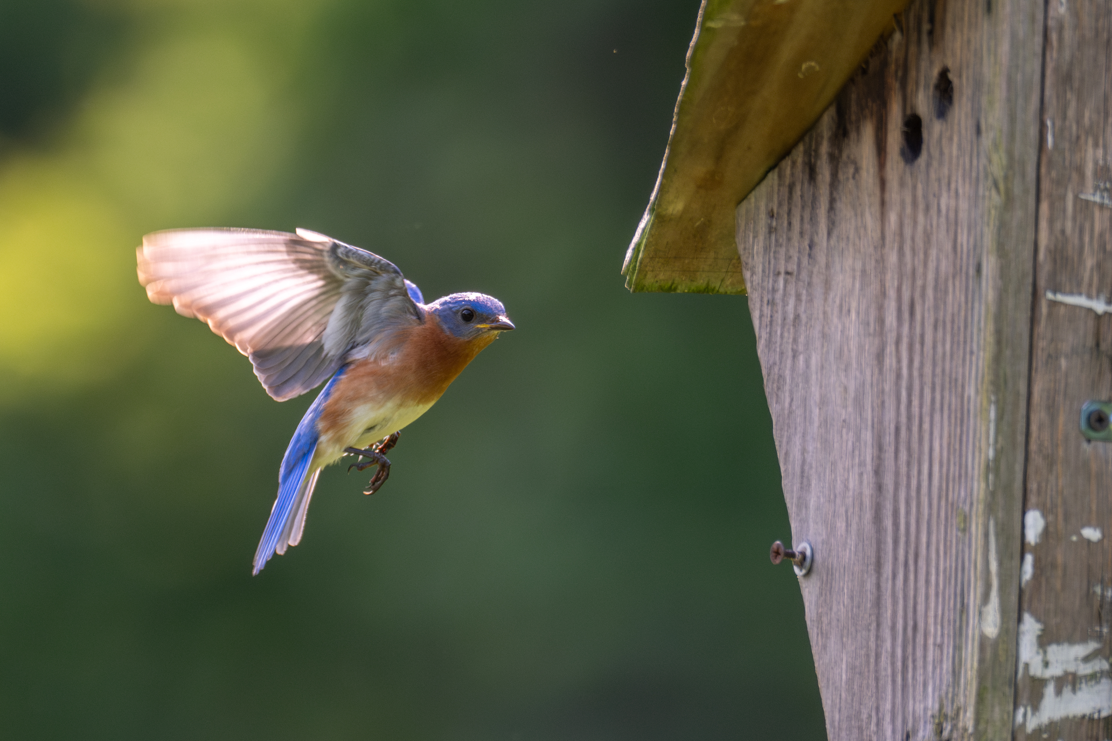 Bluebird