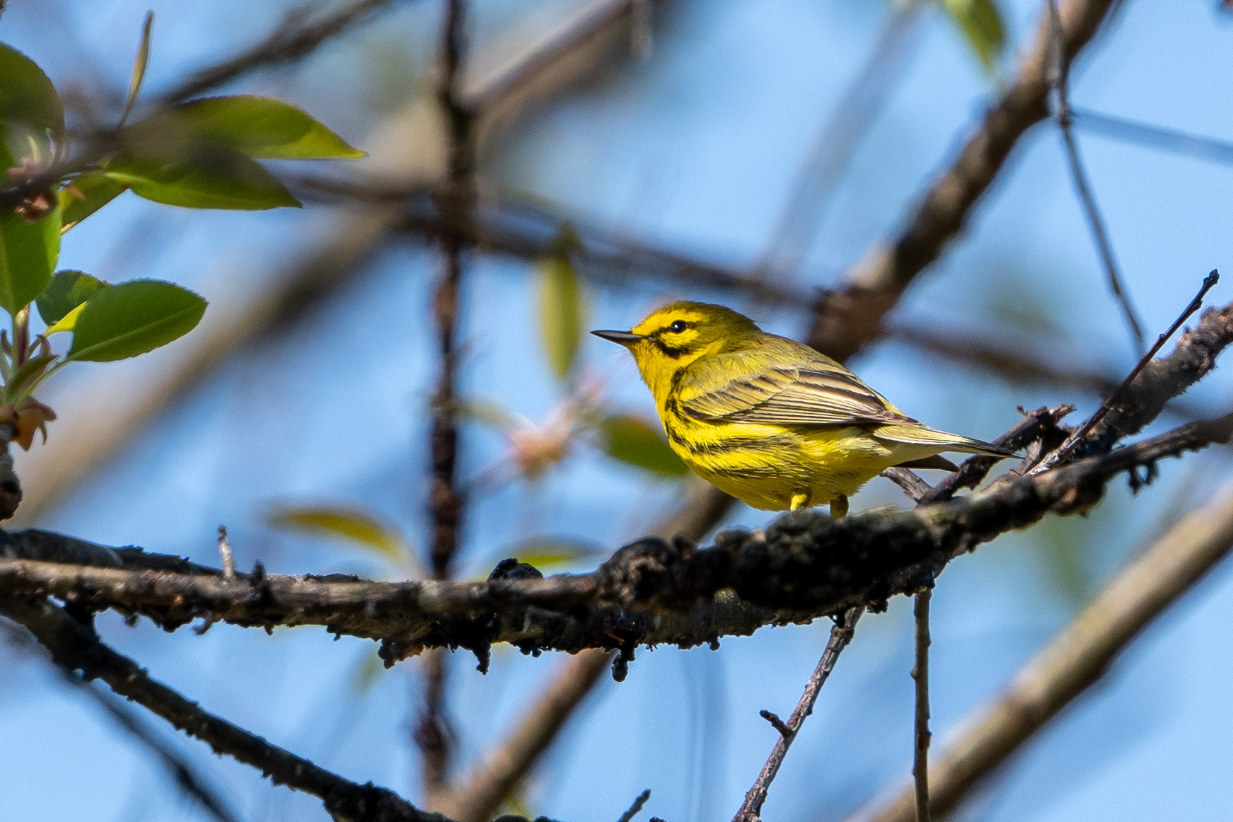 Prairie warbler