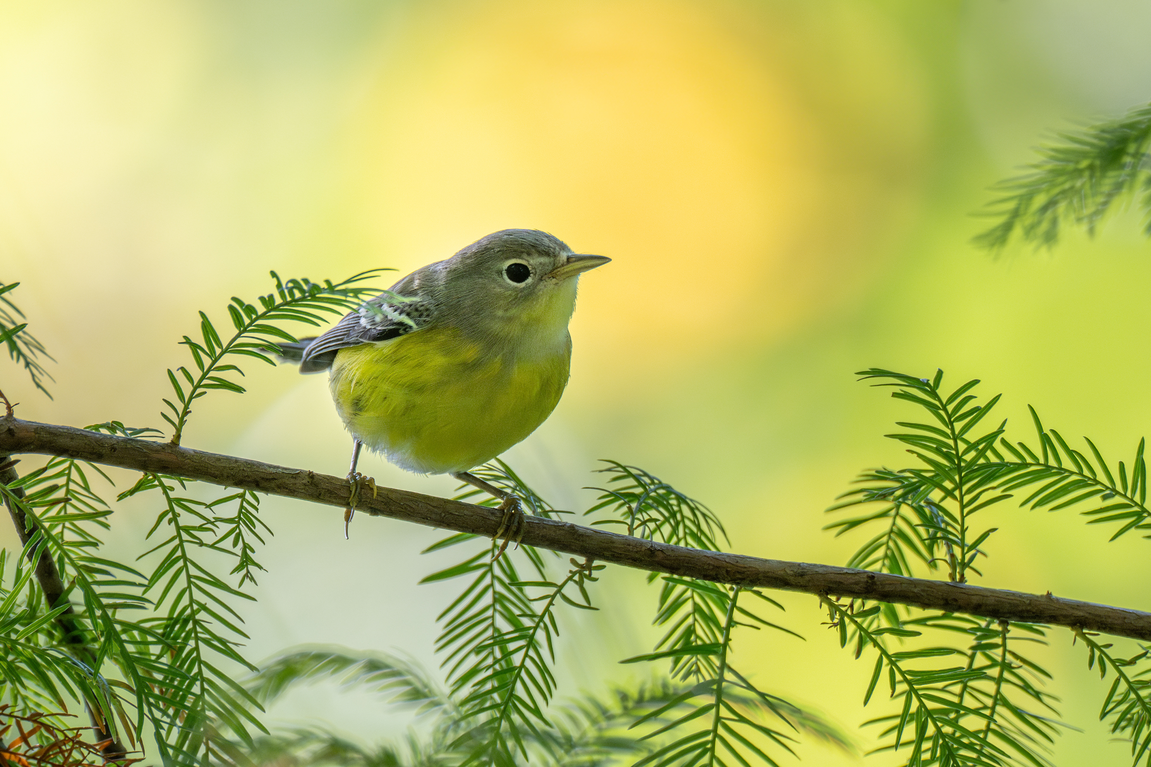 Magnolia warbler