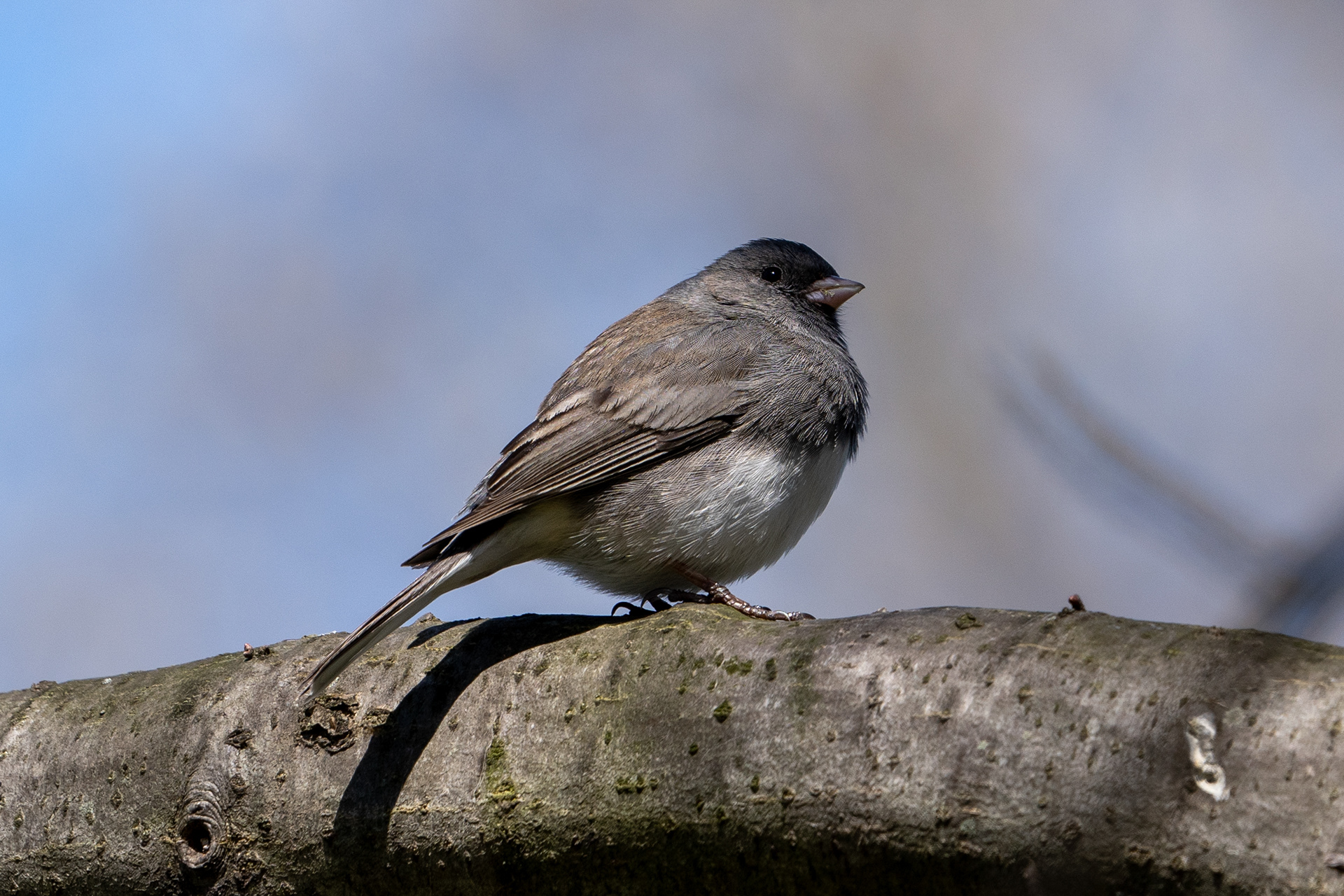 Dark-eyed Junco