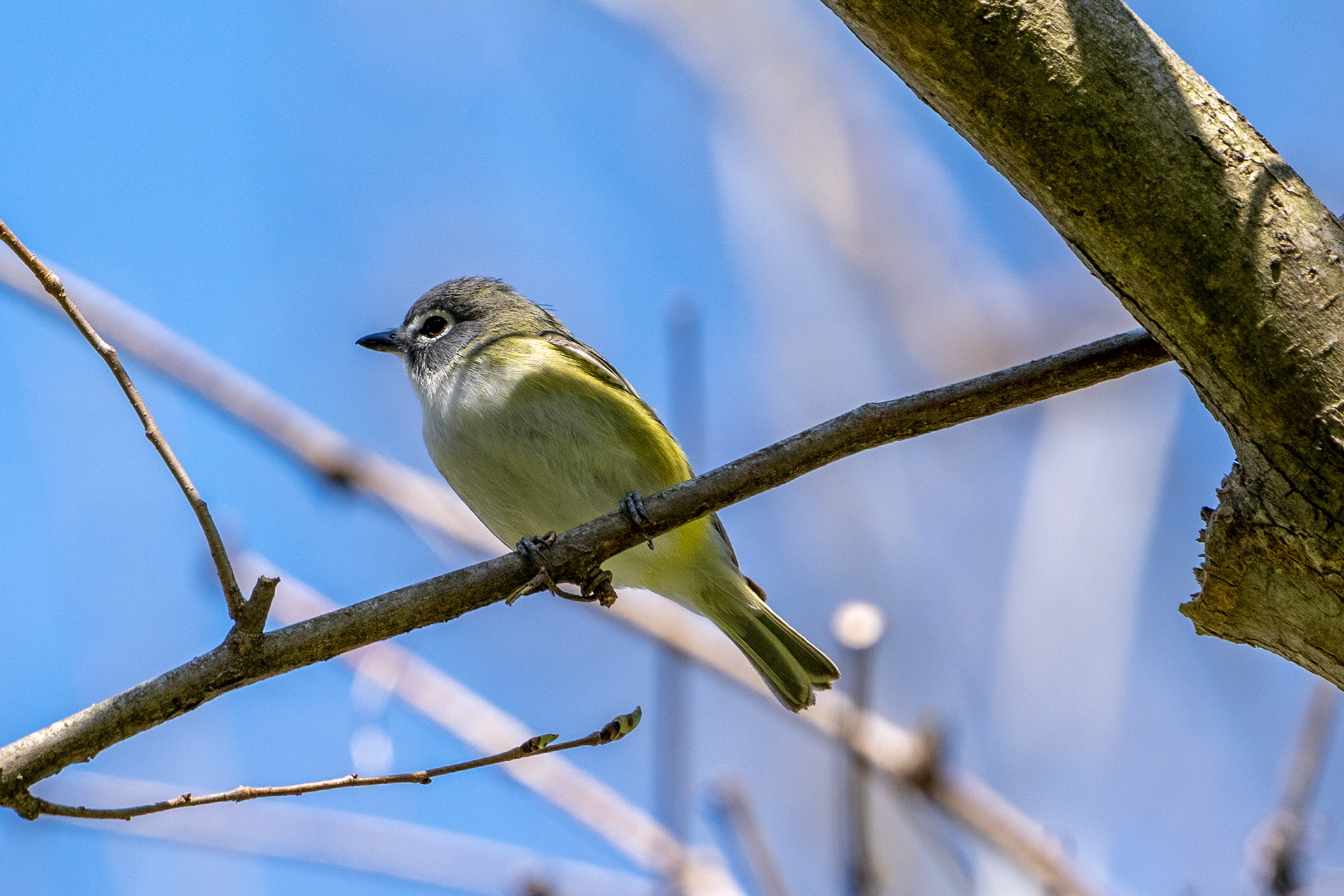 Blue-headed vireo