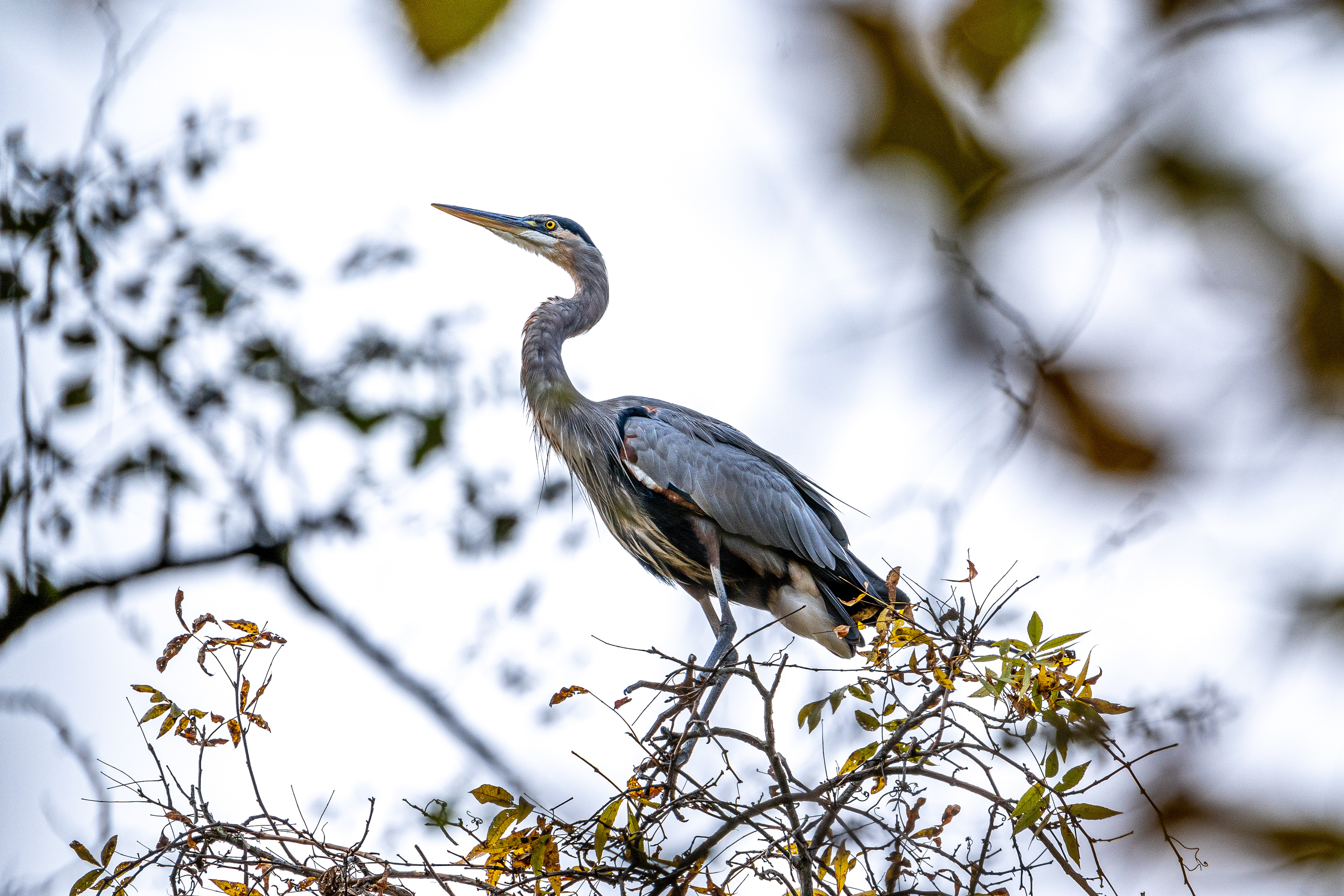 Great Blue Heron