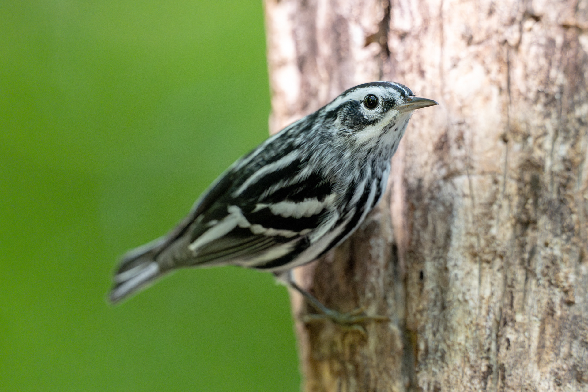 Black and white warbler