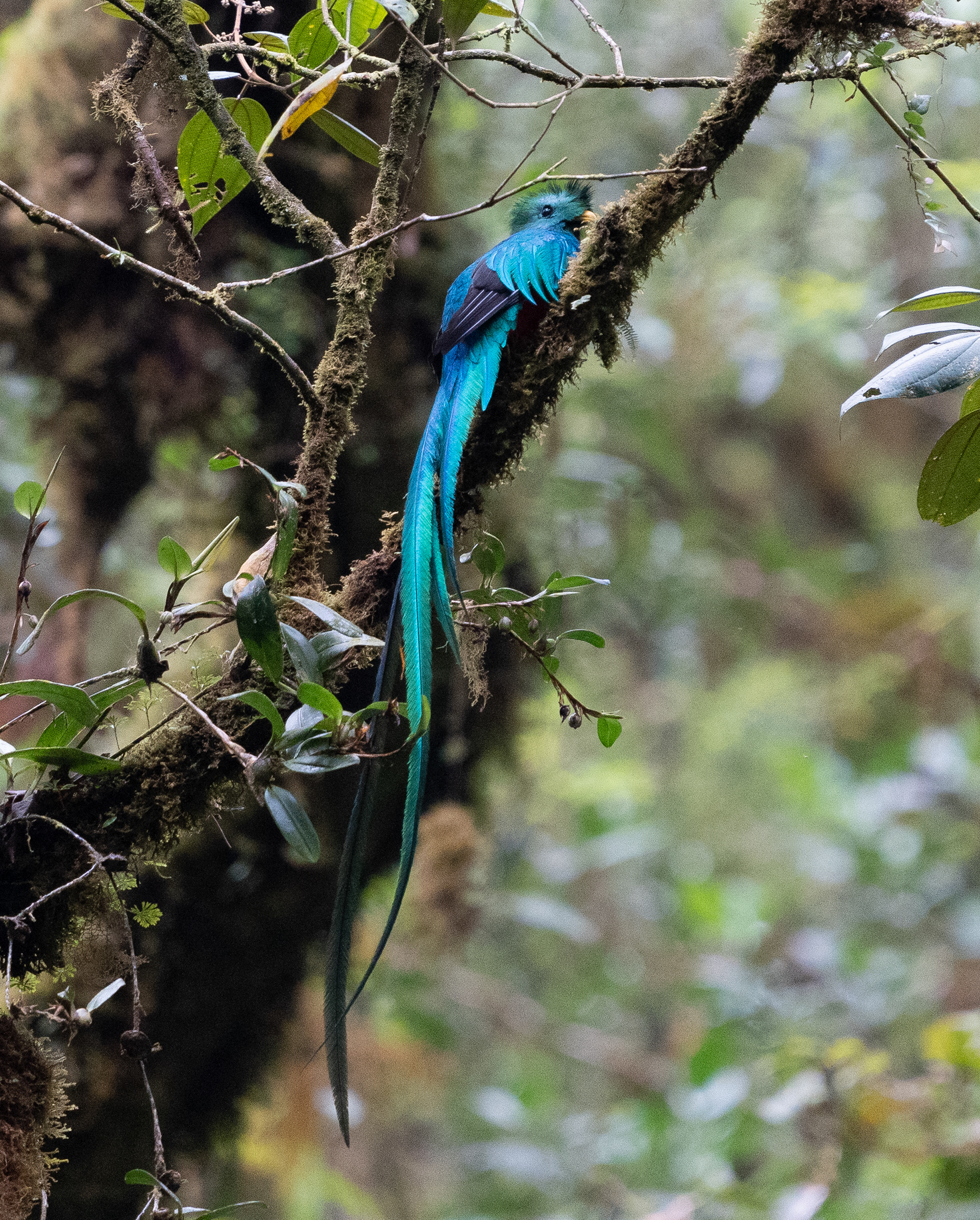  Resplendent quetzal