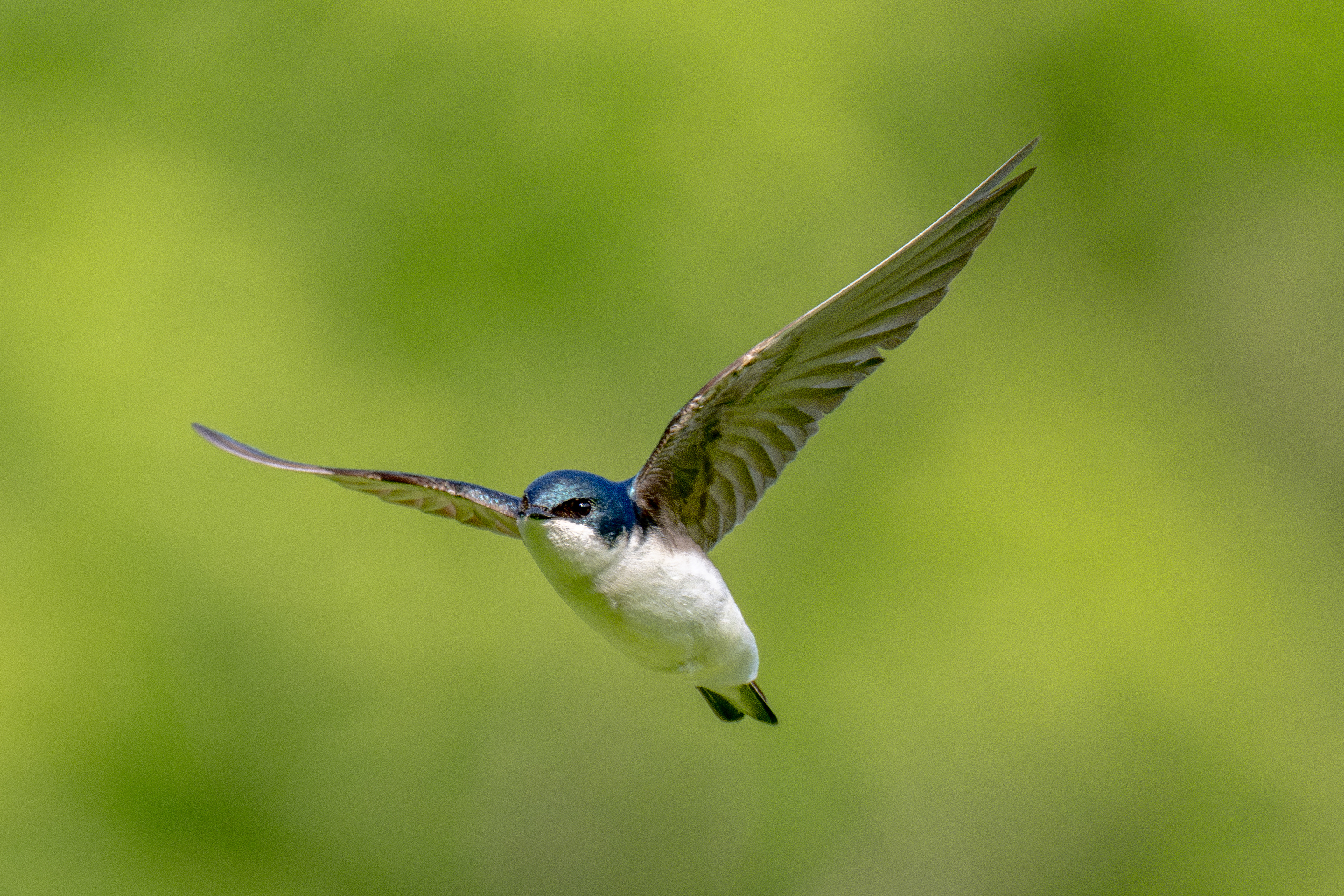Tree swallow