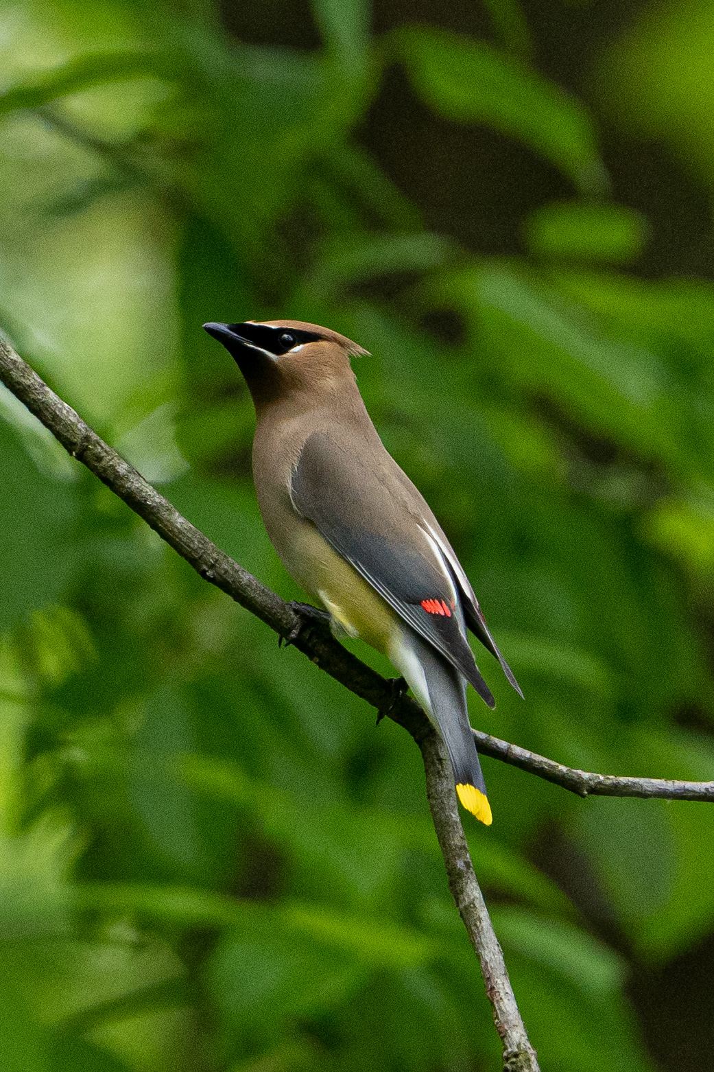 Cedar Waxwing