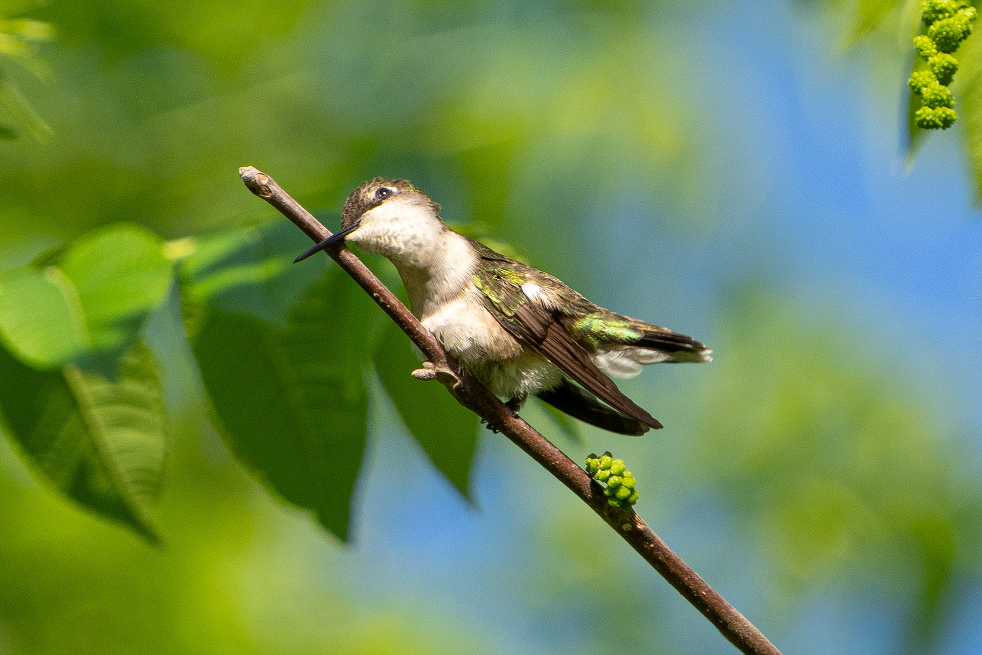 Hummingbird