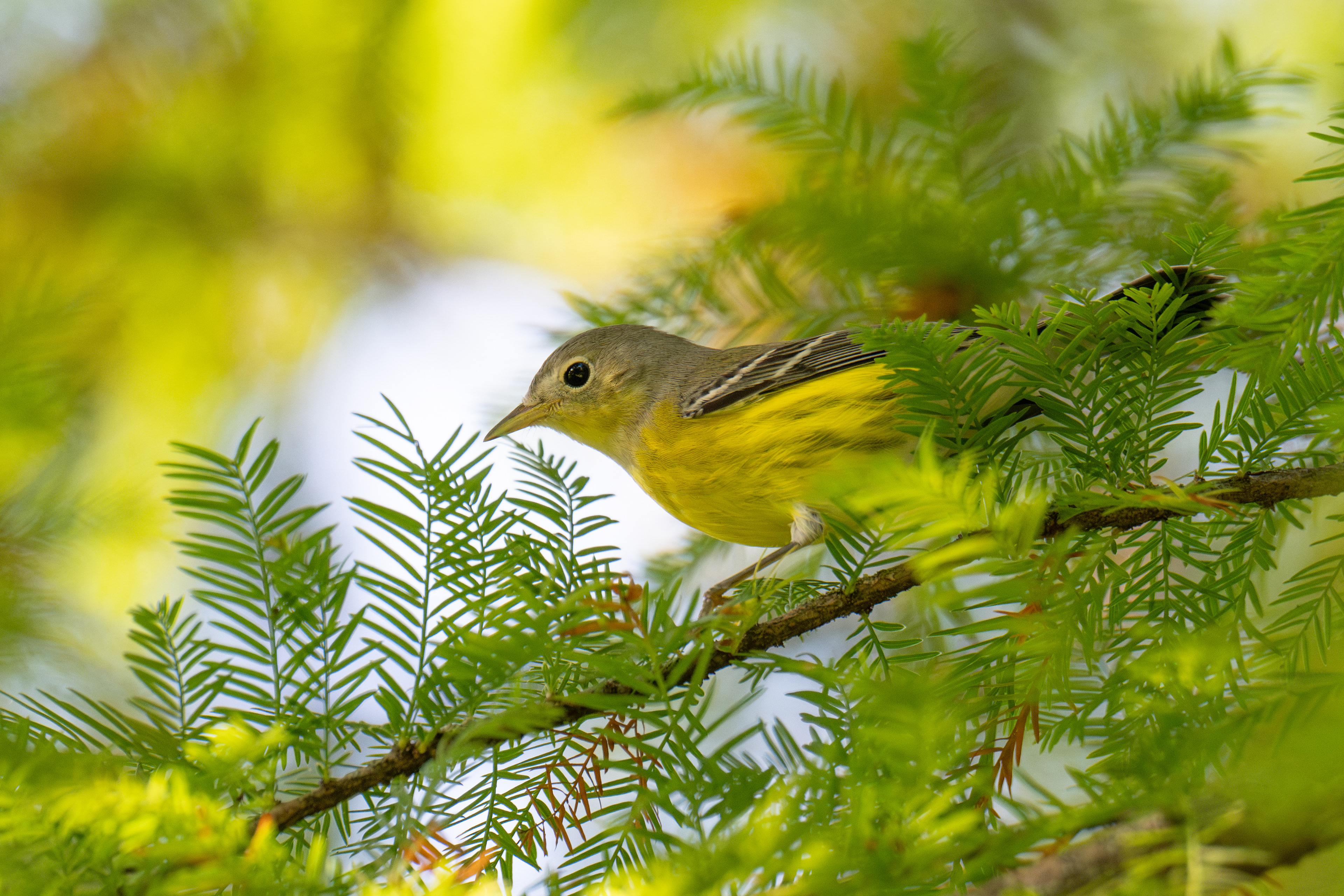 Magnolia warbler