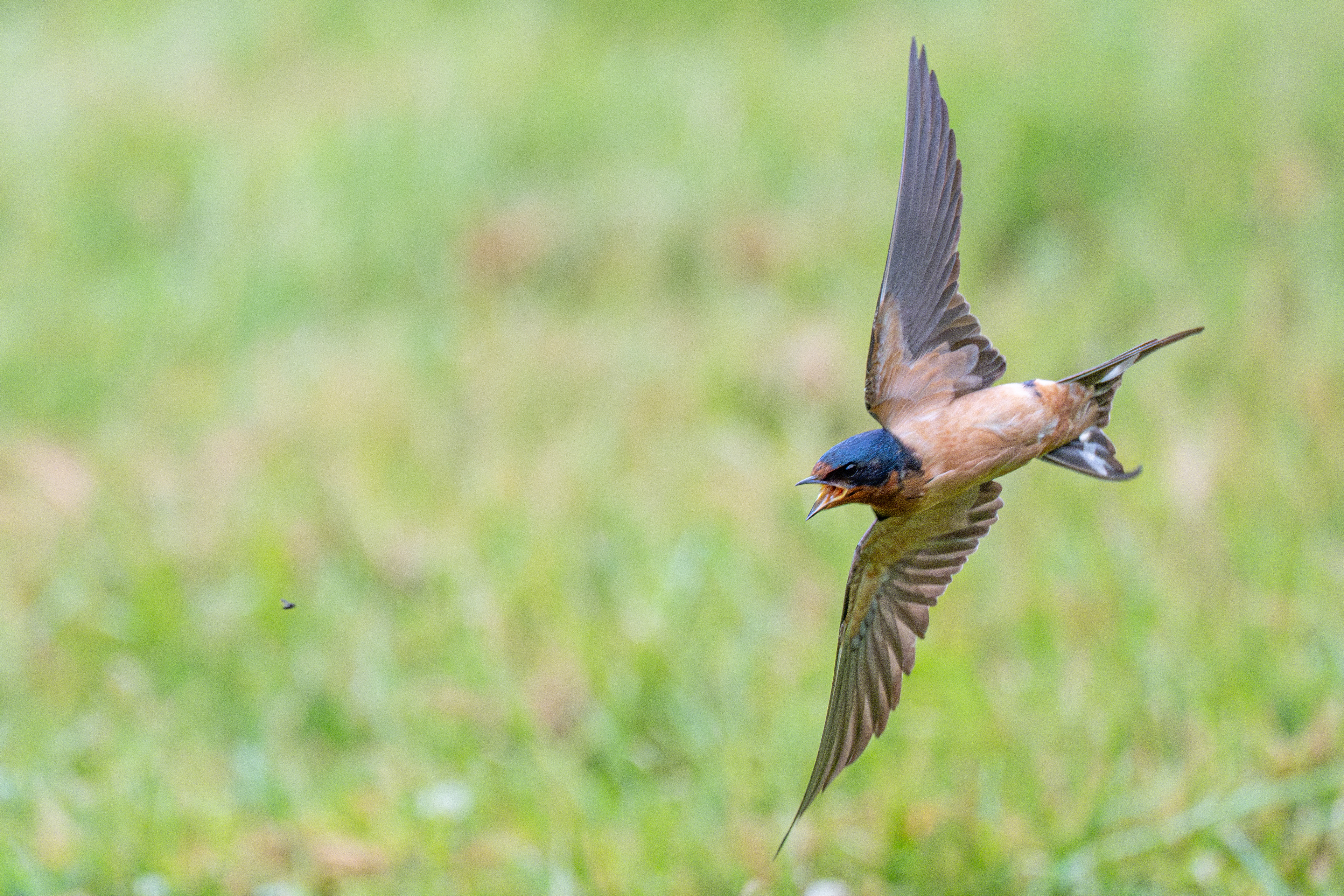 Barn swallow