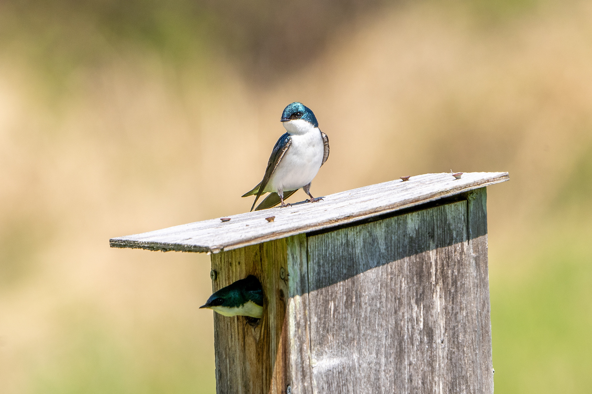 Tree Swallow