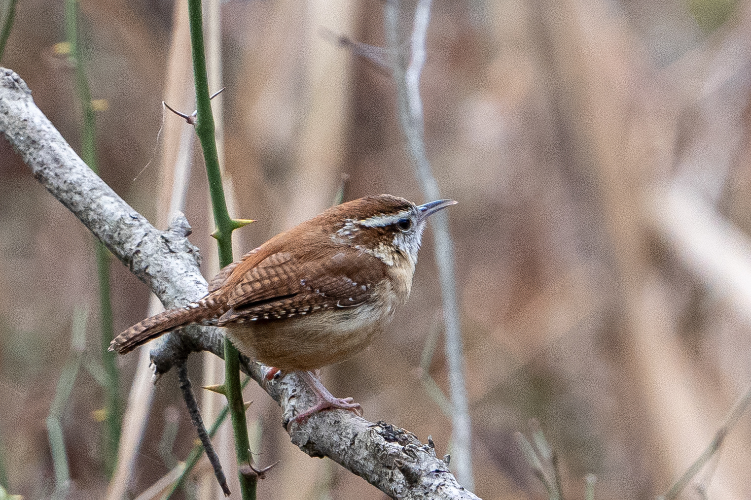 Carolina Wren
