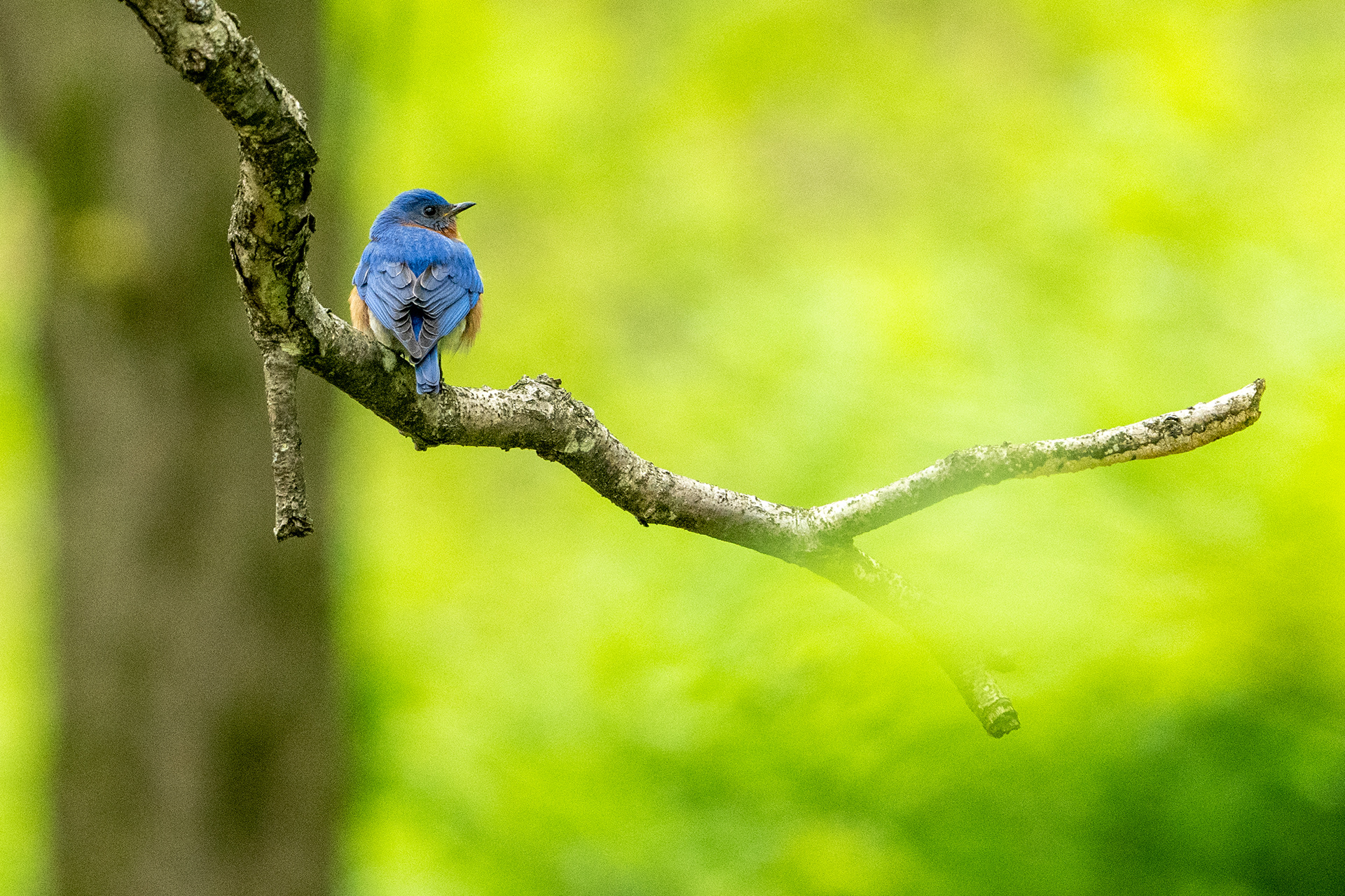 Eastern Bluebird