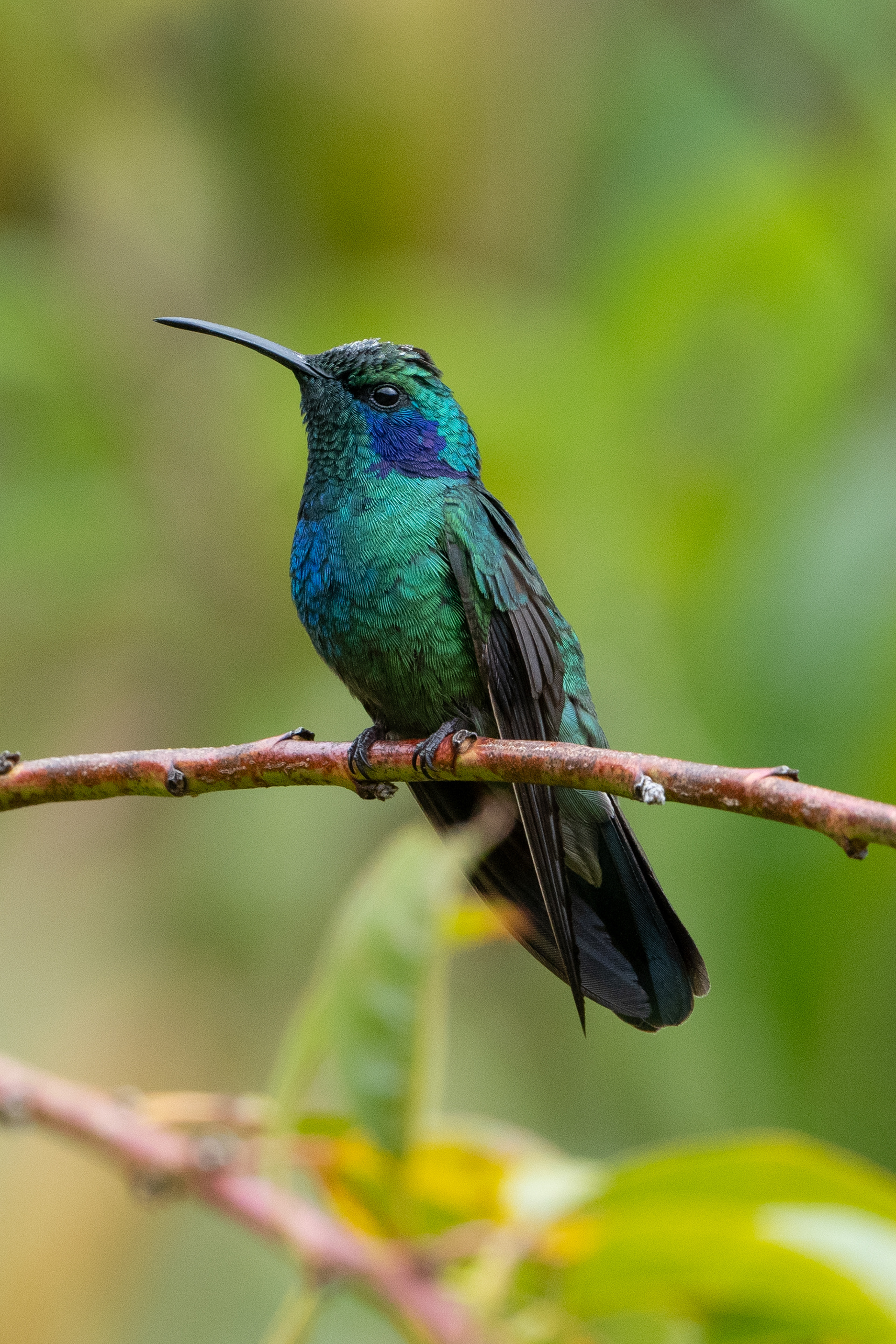 Lesser violetear