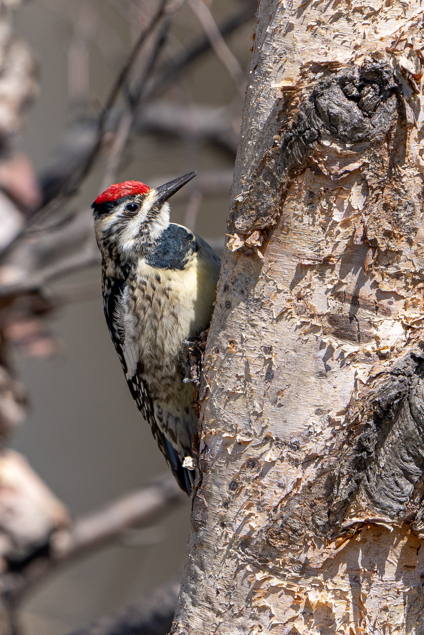 Yellow-bellied sapsucker