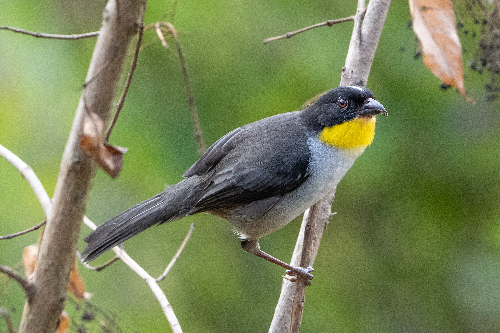 White-naped brushfinch