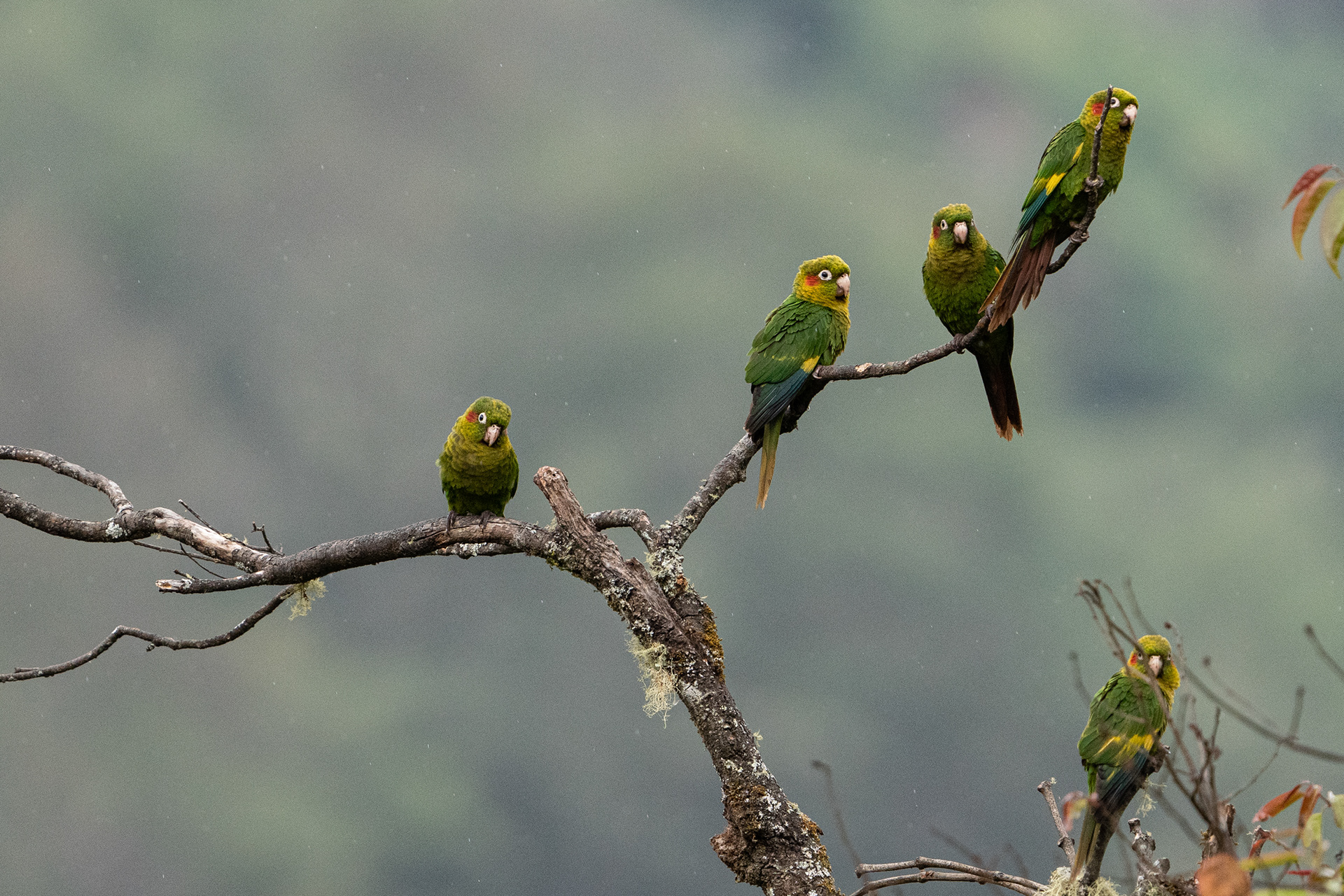 Sulphur-winged parakeet