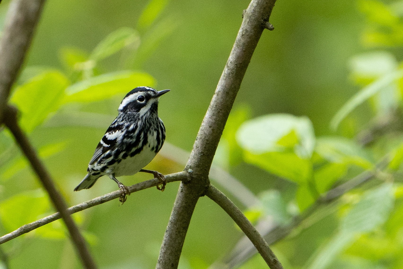 Black and White Warbler