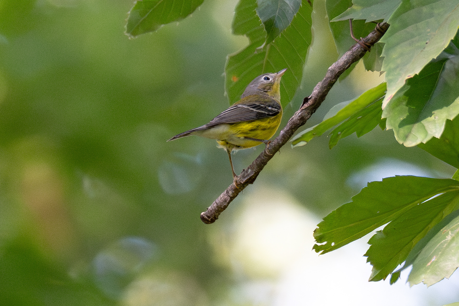 Magnolia warbler