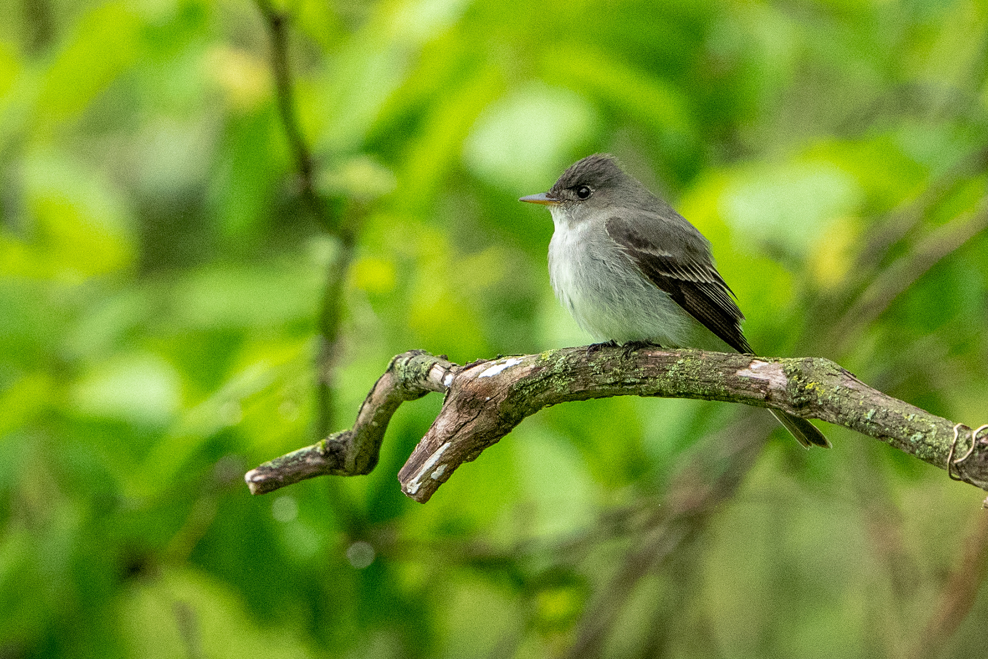 Eastern Wood-Pewee