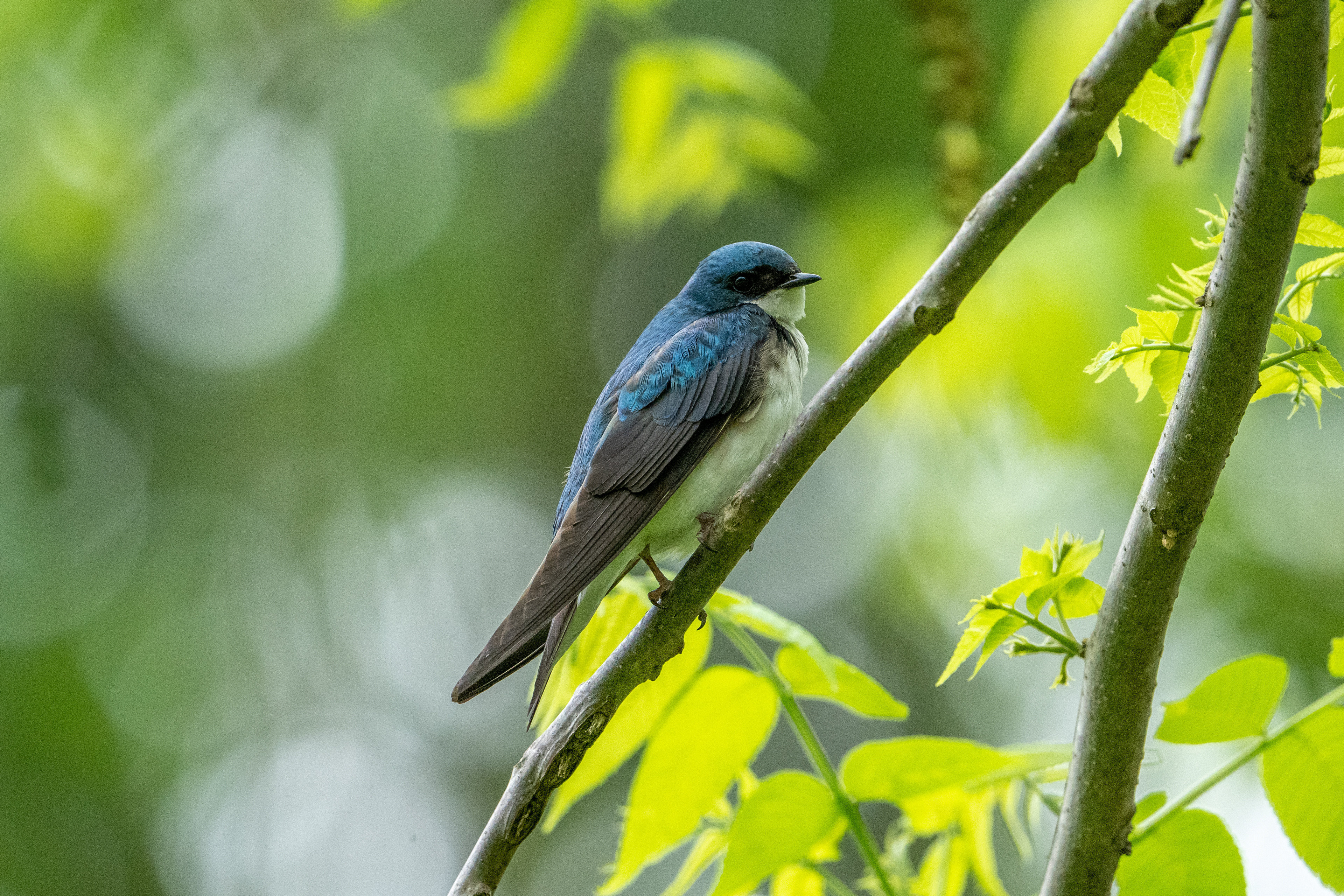 Tree Swallow