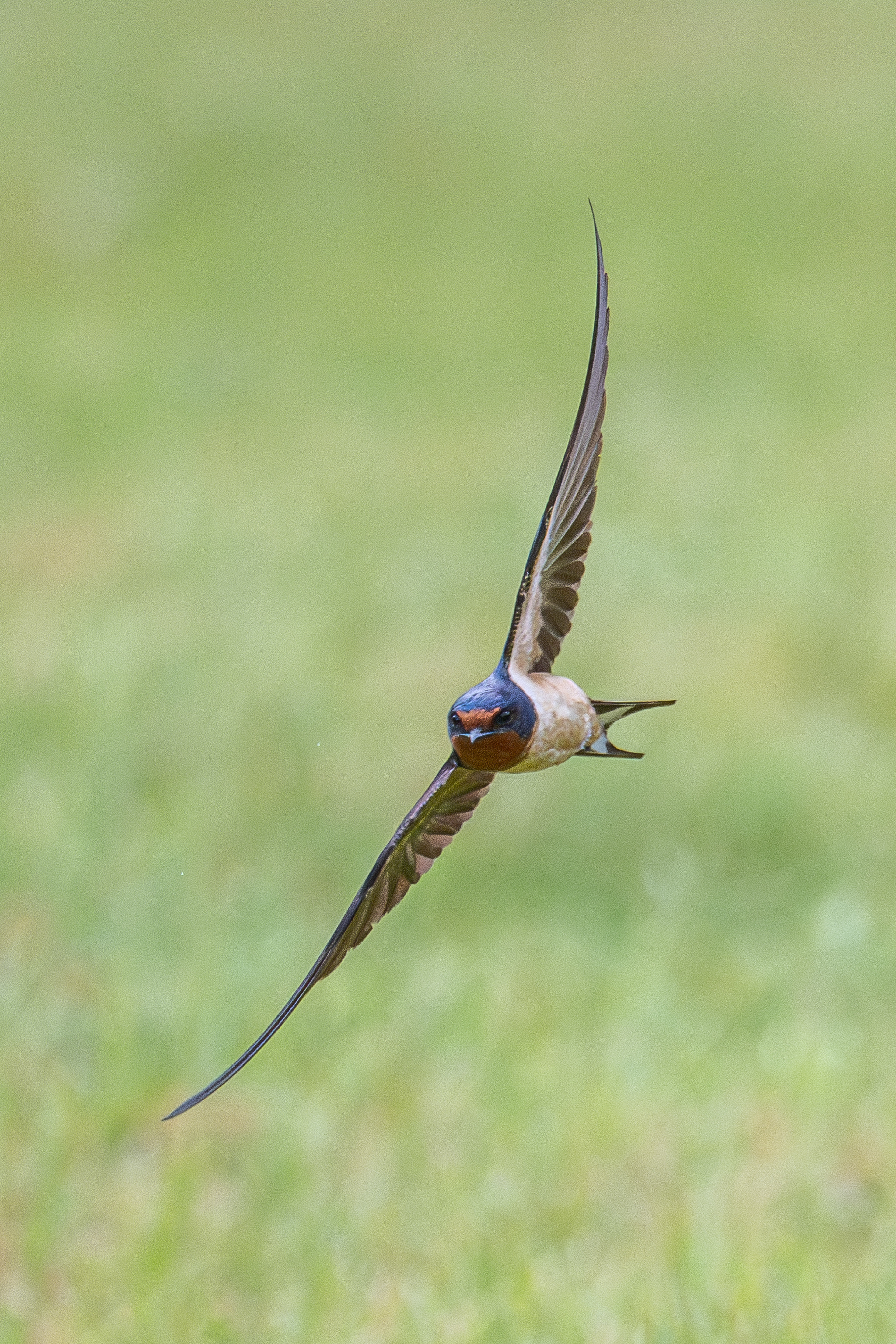 Barn swallow